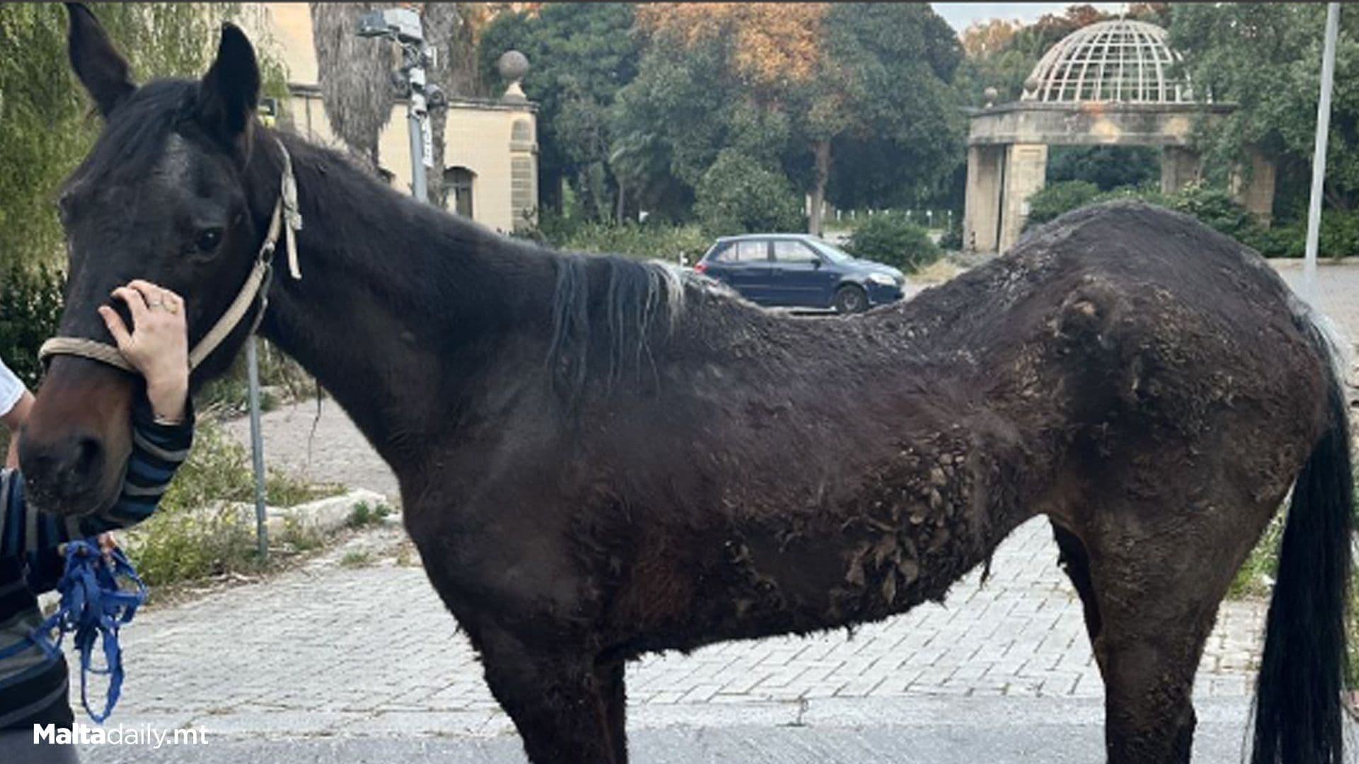 Elderly, Blind & Injured Horse Taken In By Local NGO