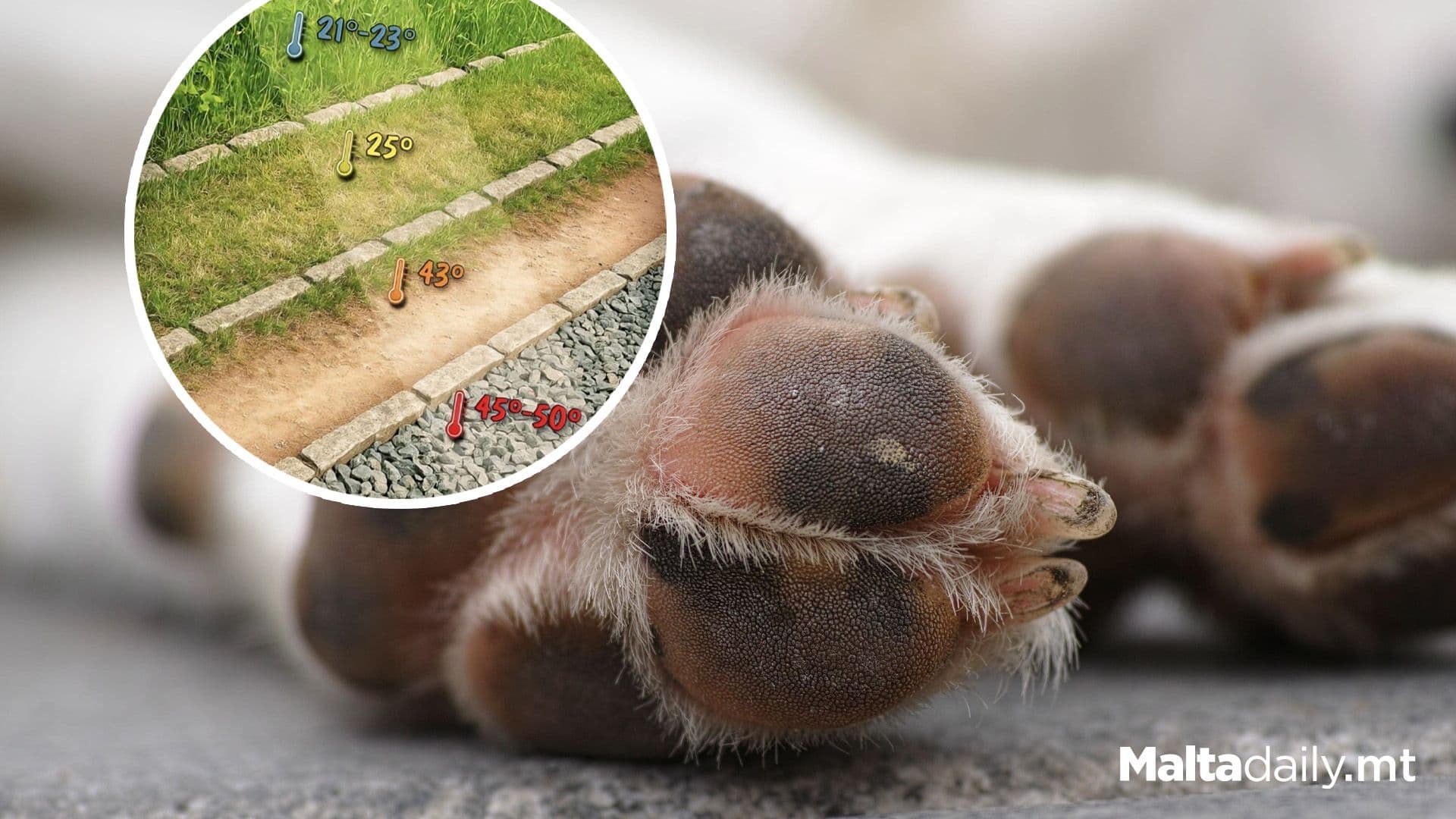 Hot Pavements Can Burn Your Dog’s Paws