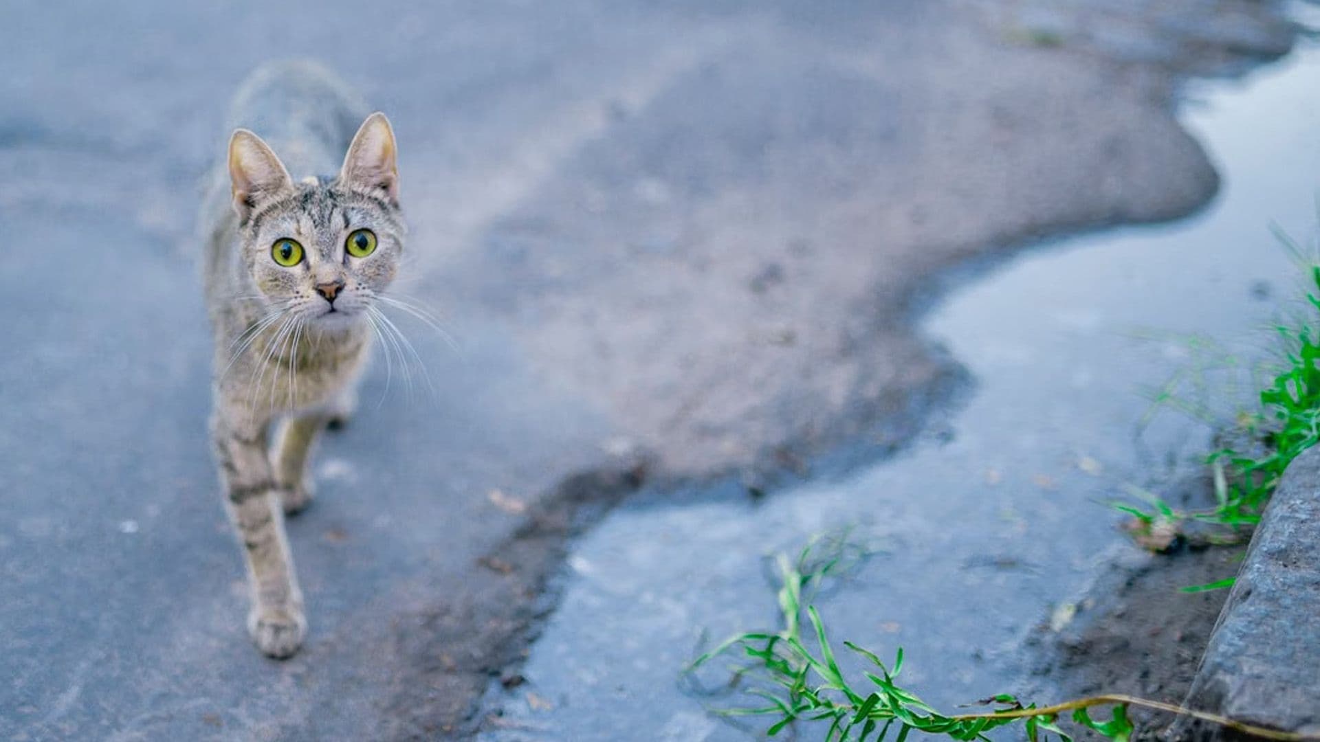 Over 4,600 Cats Were Neutered In Malta Between 2024 & 2025