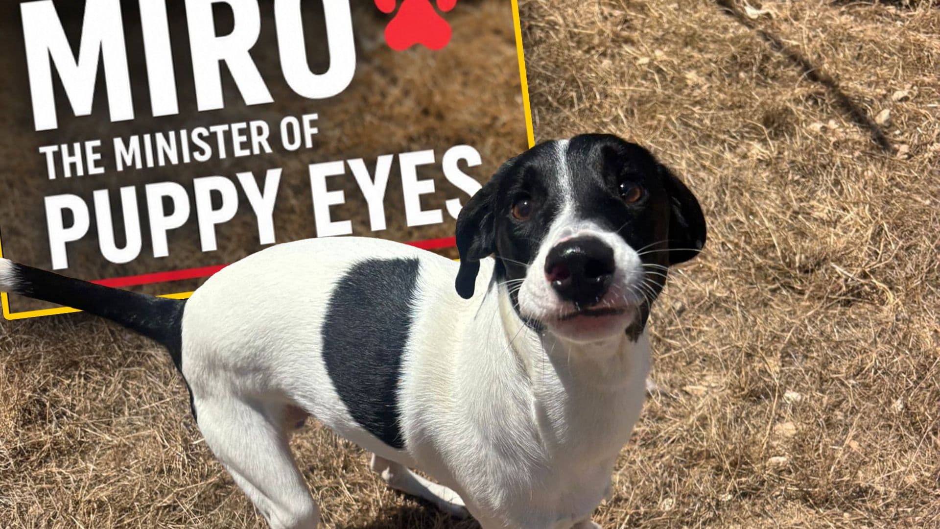 Local Shelter Releases More Campaign Posters For Adoptable Dogs