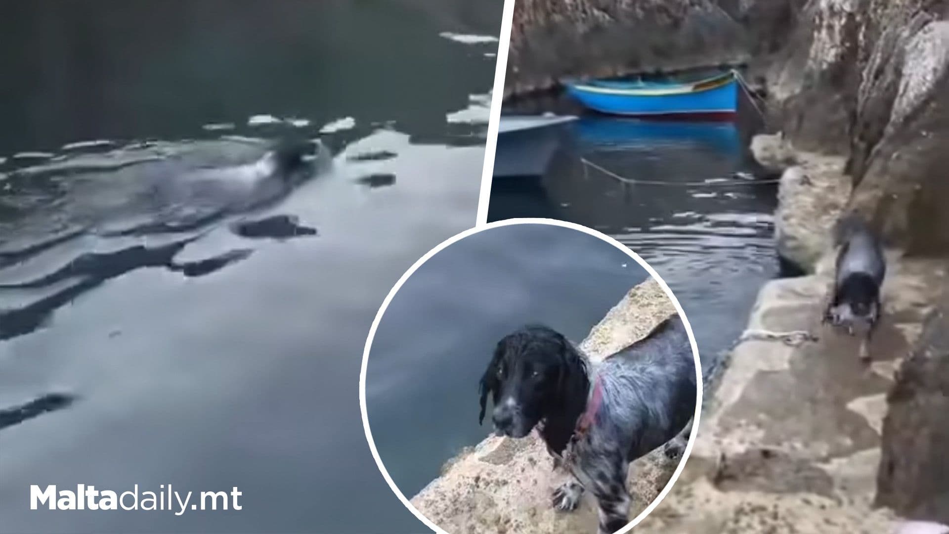 Holly The Dog Is Making Sure The Sea Stays Clean
