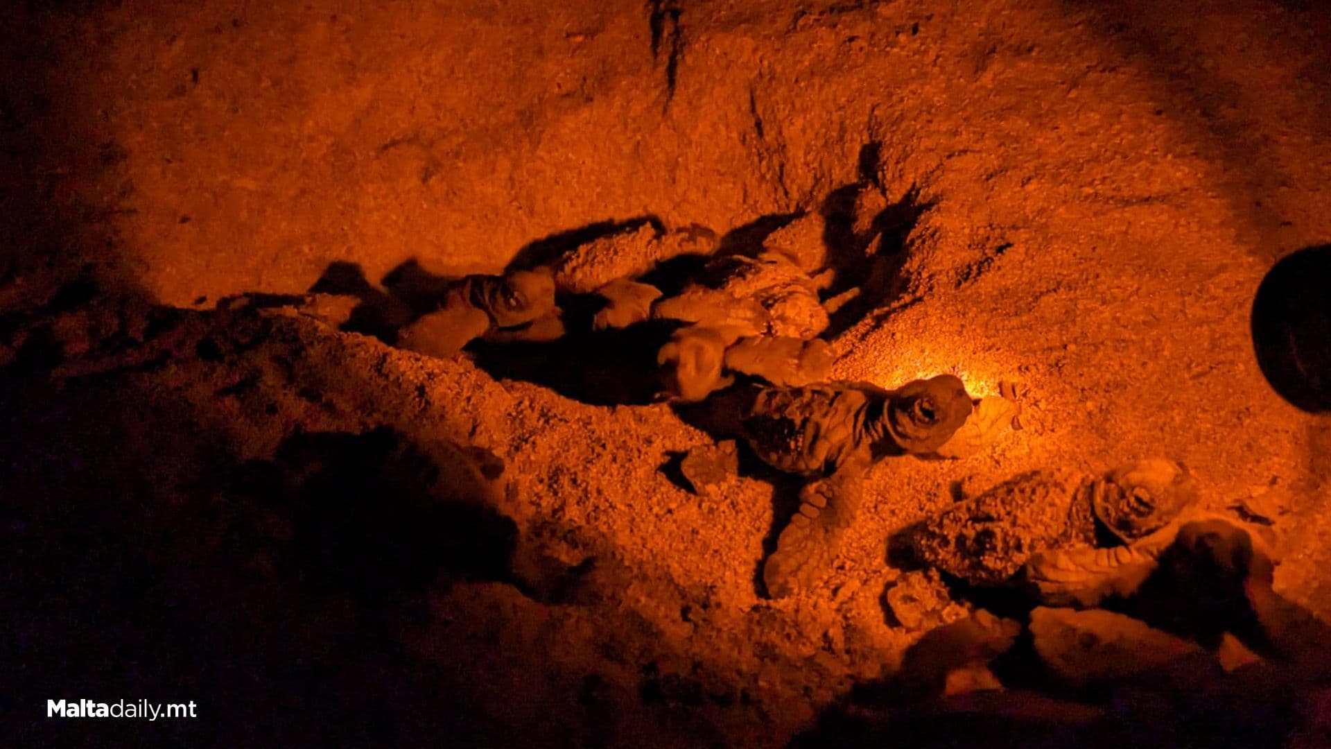 26 Baby Turtles In First Hatching Of Malta Summer 2025!