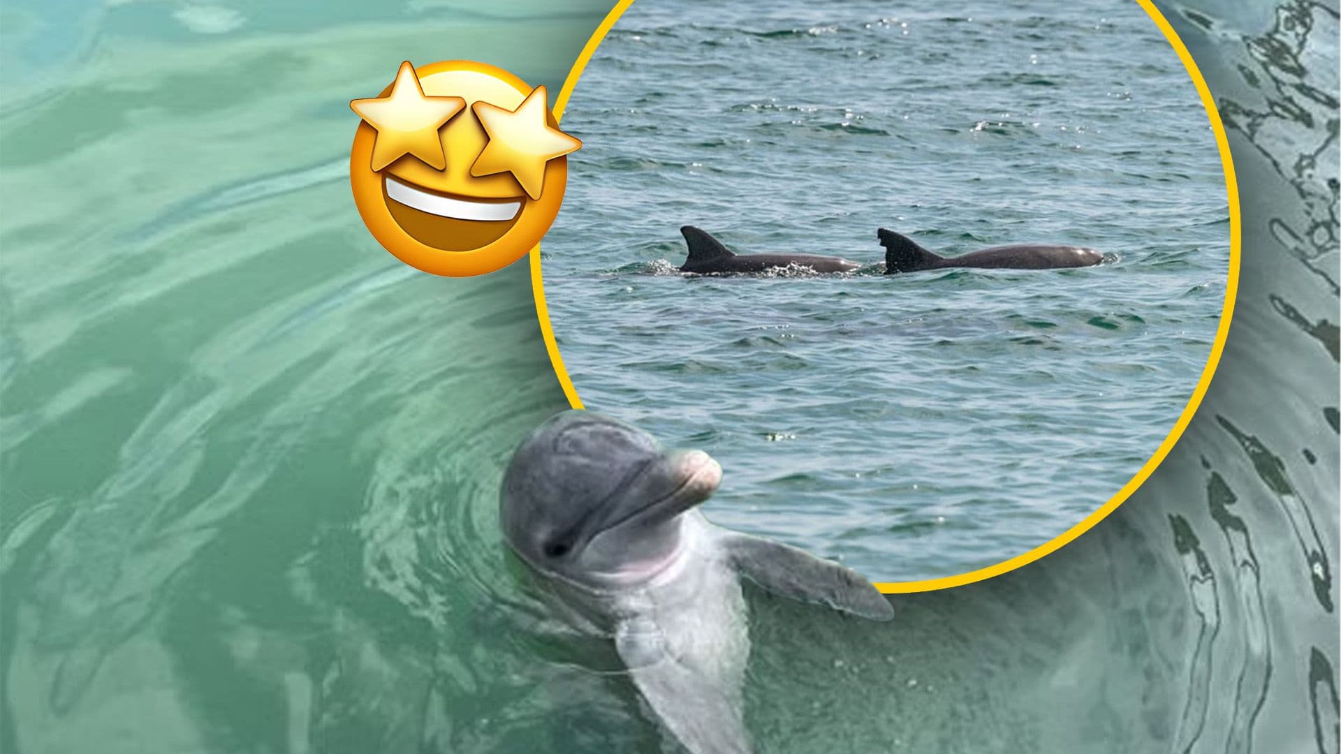 7 Dolphin Facts You Probably Didn’t Know