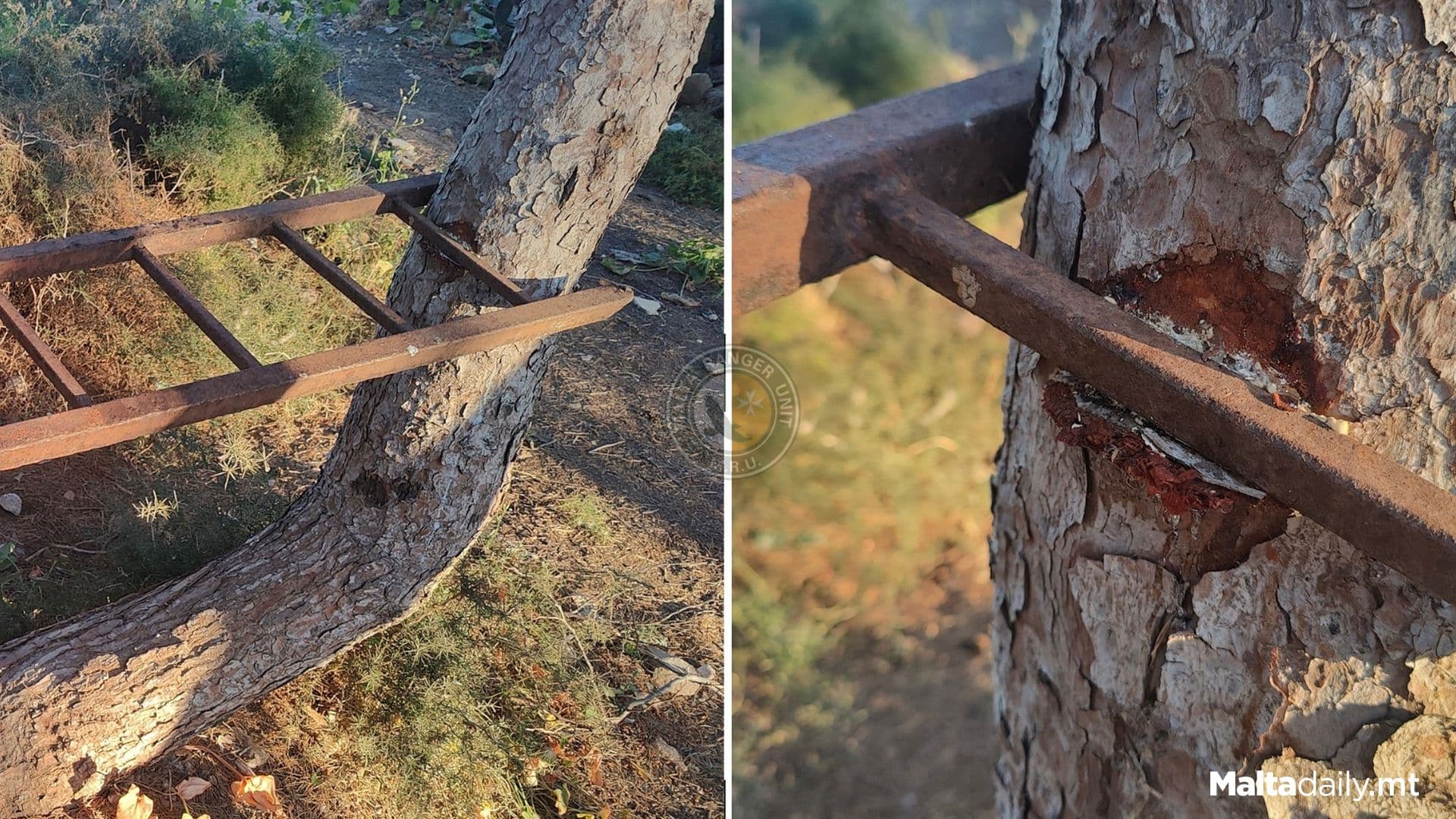 Rangers Issue Warning After Ladder Lodged Into Aħrax Tree