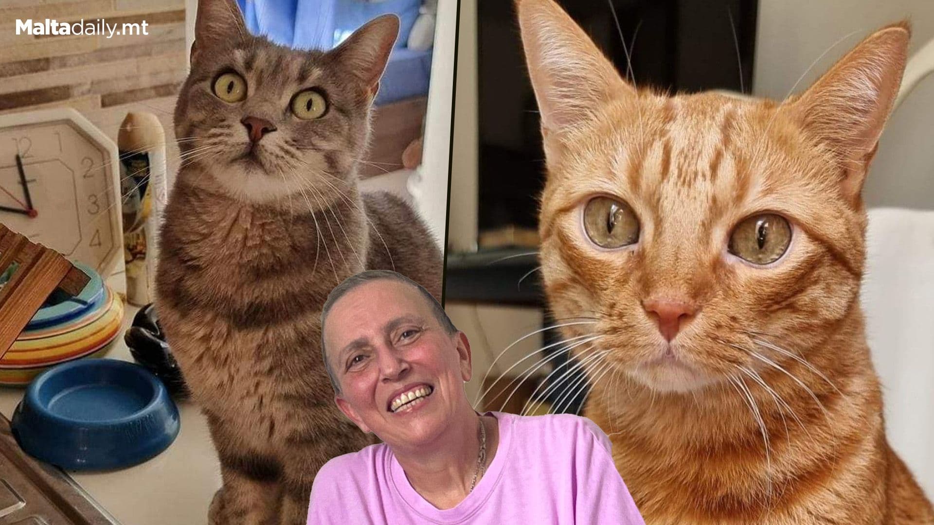 Finding A New Home For Nicky Sansone’s Cats