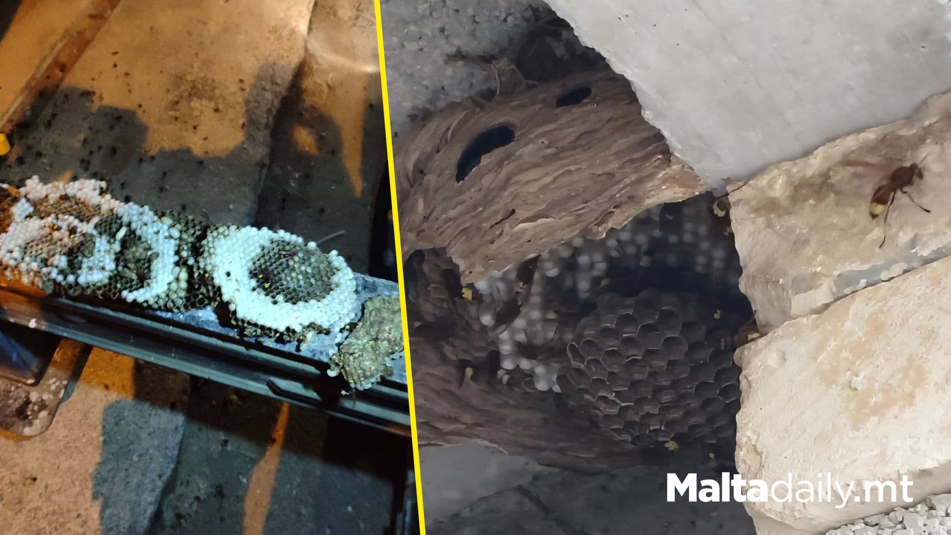 Oriental Hornets Surge Across Malta In 2025