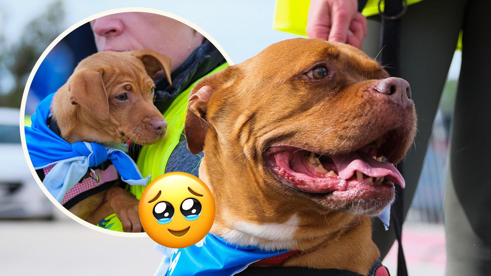 Meet The 6 Dogs Up For Adoption Who Made A Super Cup Final Cameo