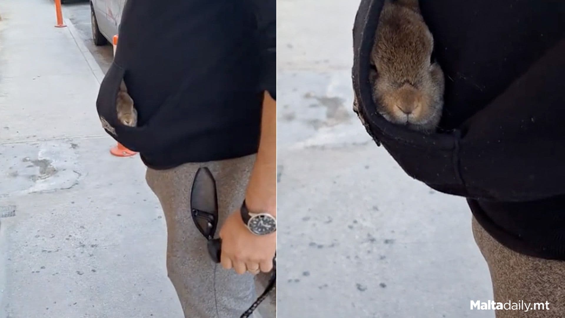 Local Goes Viral For Carrying Bunny In Hoodie Pocket