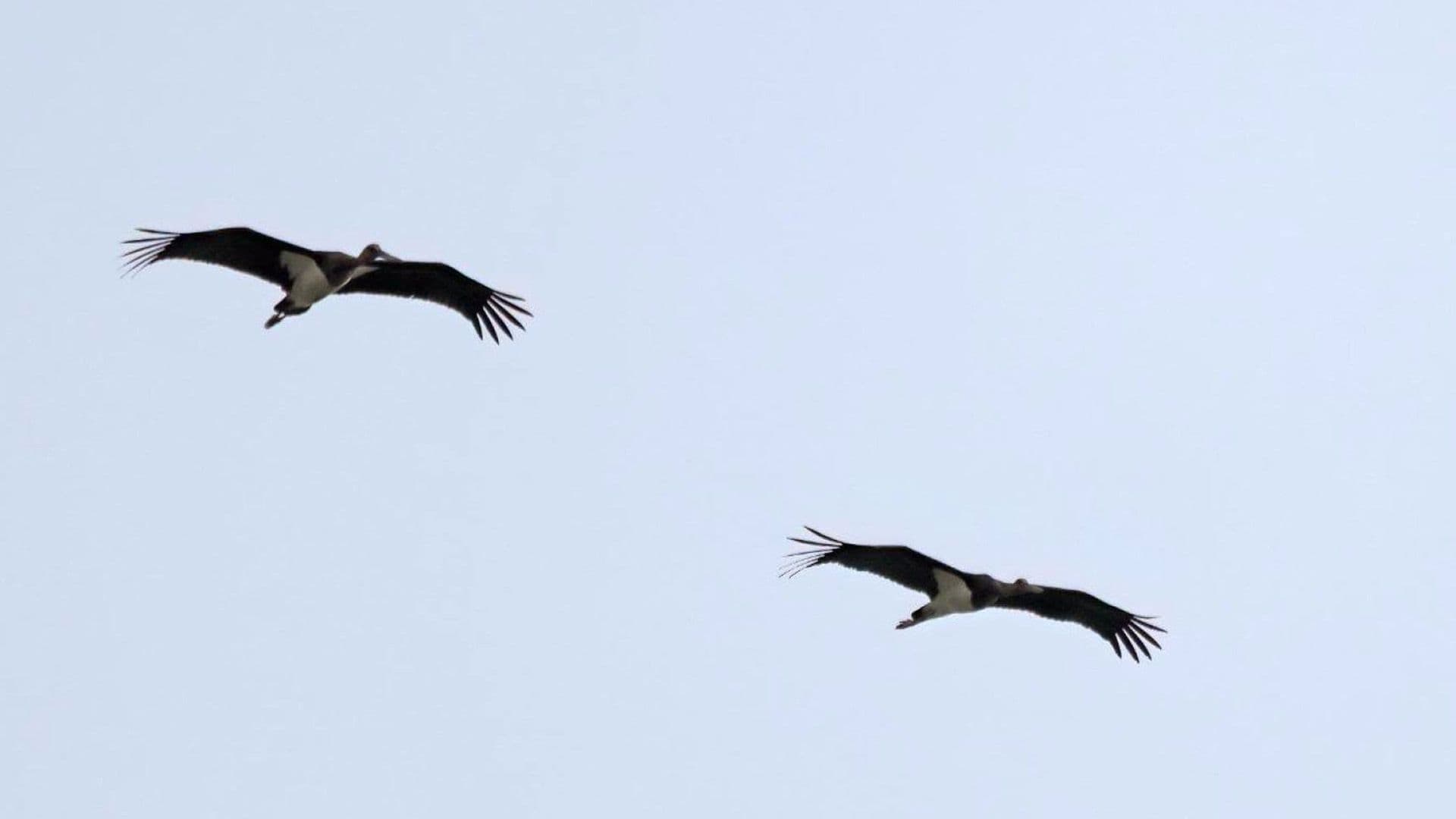 Lifetime Ban & €5,000 Fine For Hunter Who Shot Down Black Stork