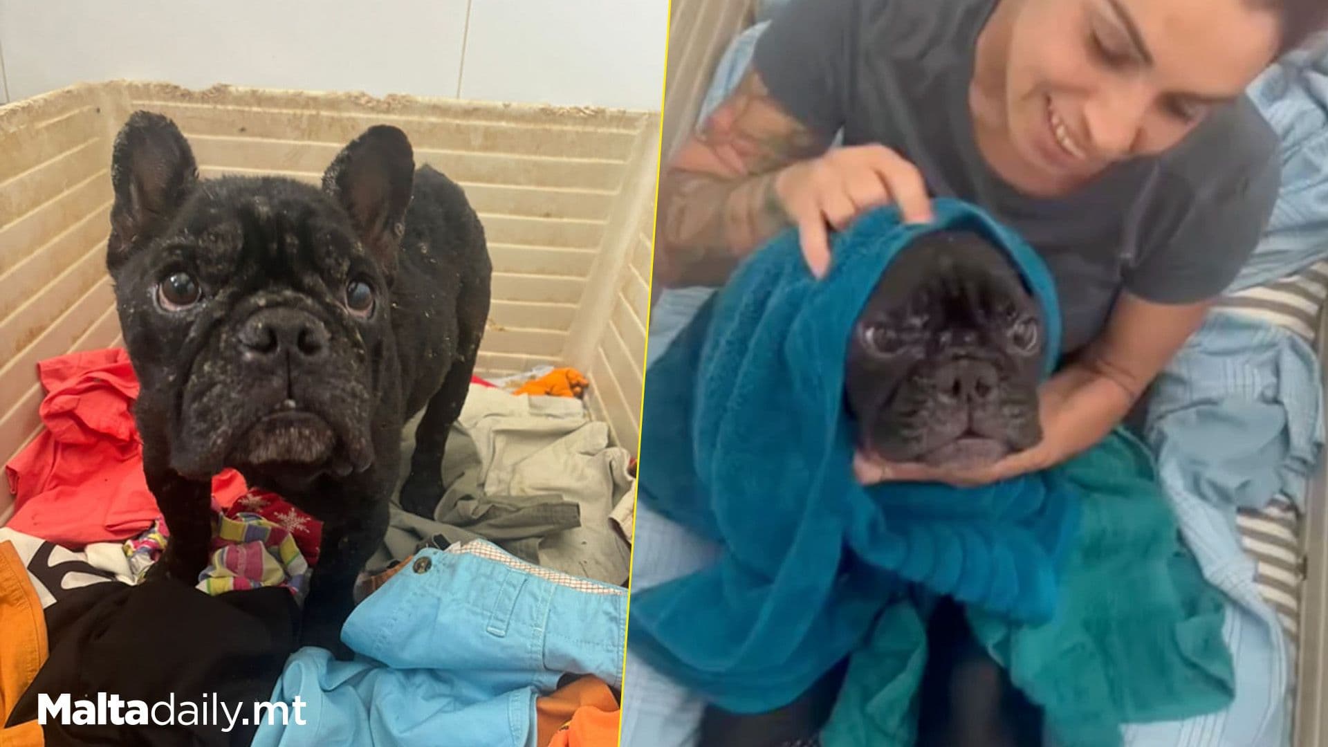 Abandoned ‘Mr Frenchie’ Healing ‘Slowly But Surely’