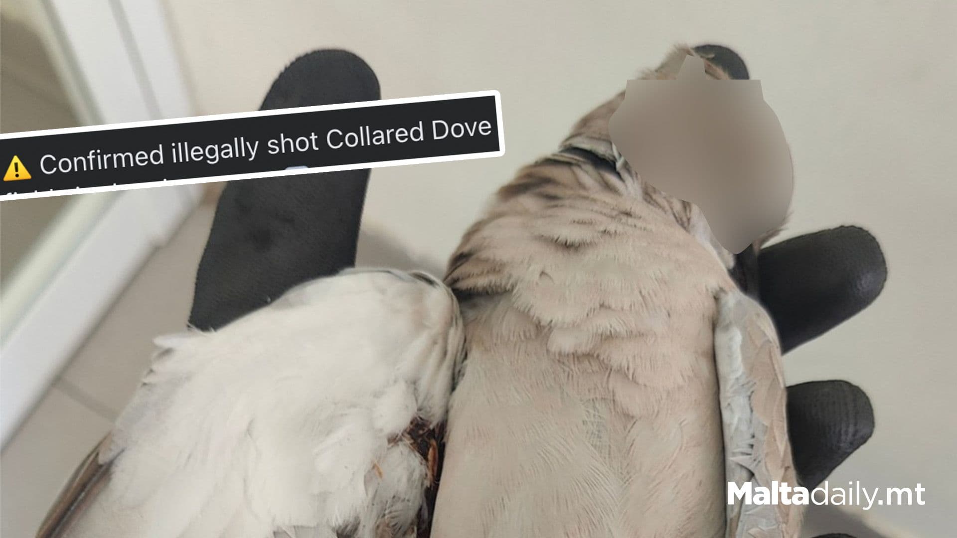 Illegally Shot Collared Dove Found In City Centre Fields