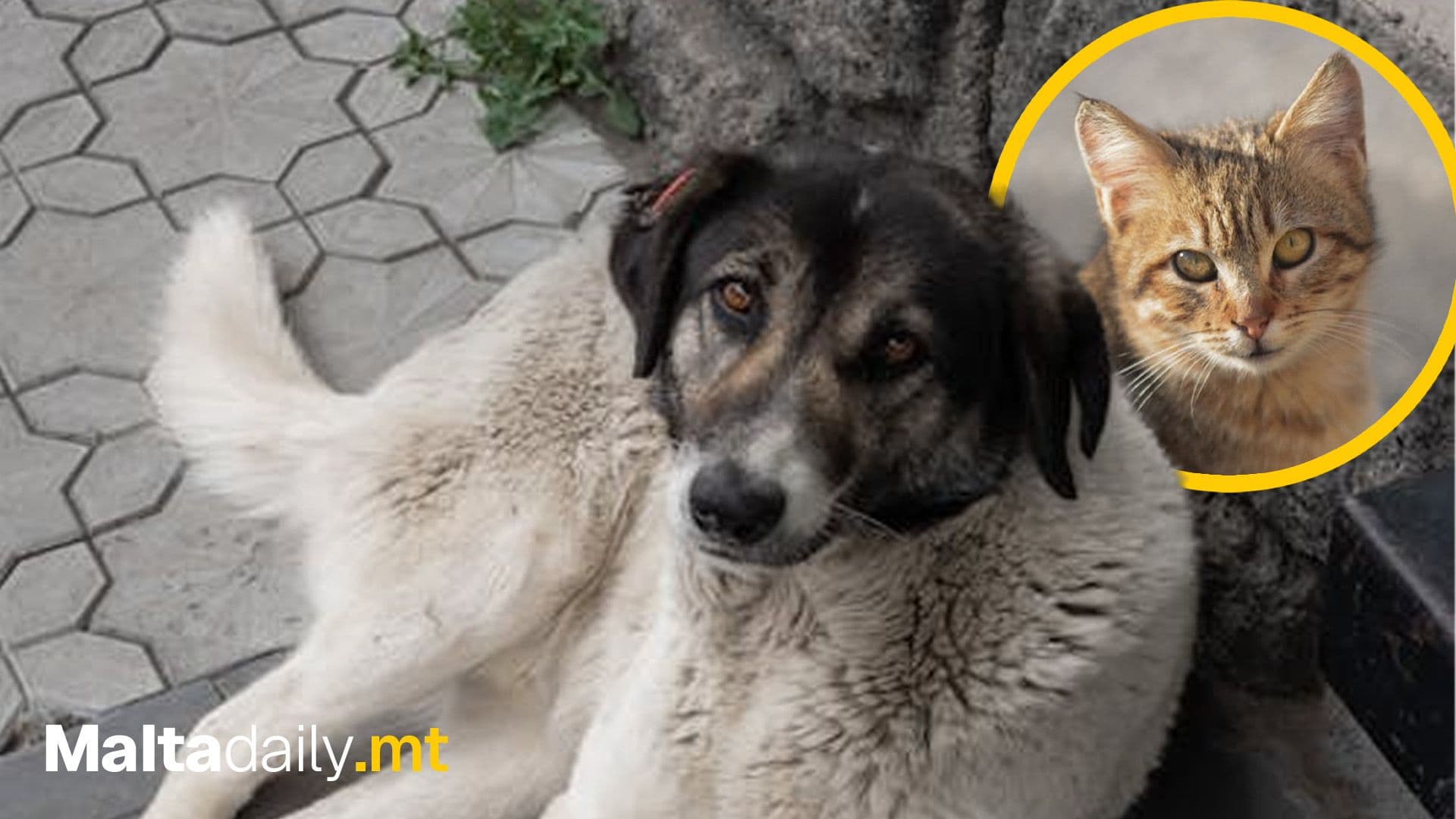 249 Dogs And 770 Cats Saved From Maltese Streets In 2025