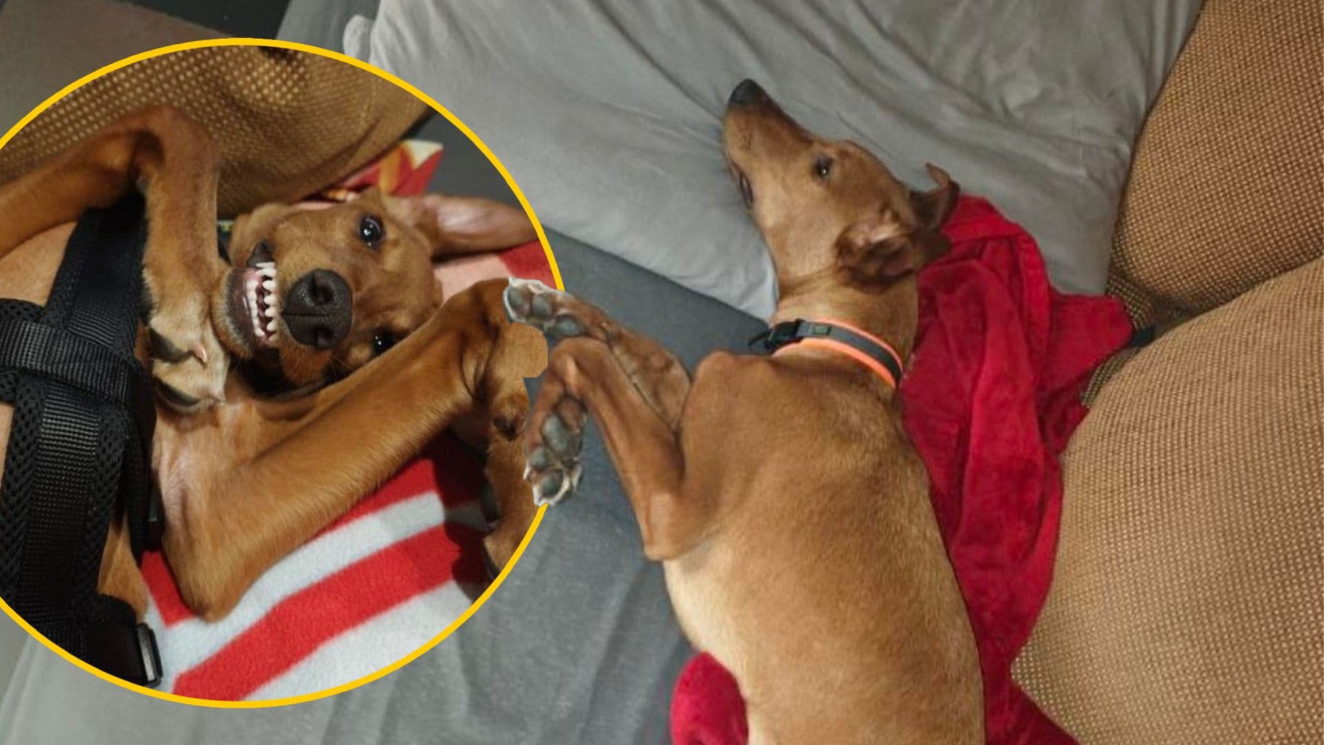 Adopted Dog Dino Enjoys New Bed After Finding Forever Home