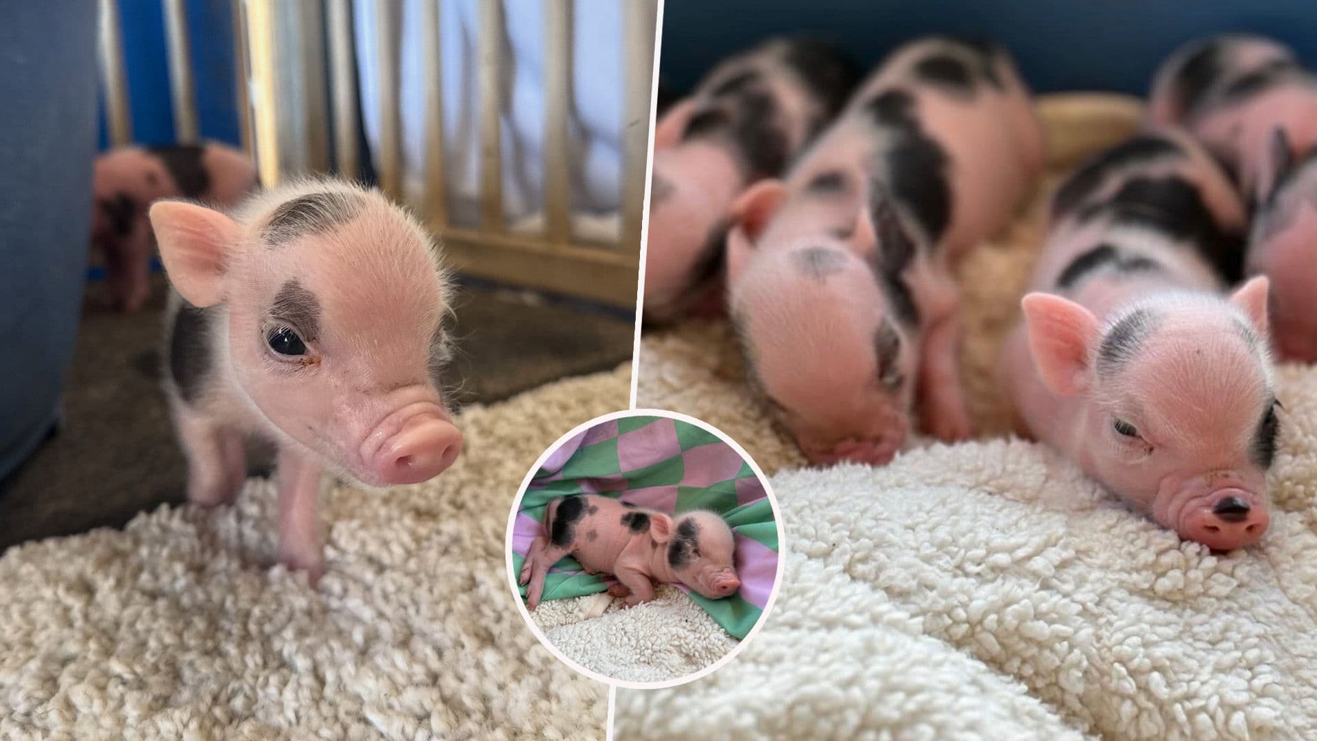 These Little Piglets At MPSCA Are Looking For A Forever Home