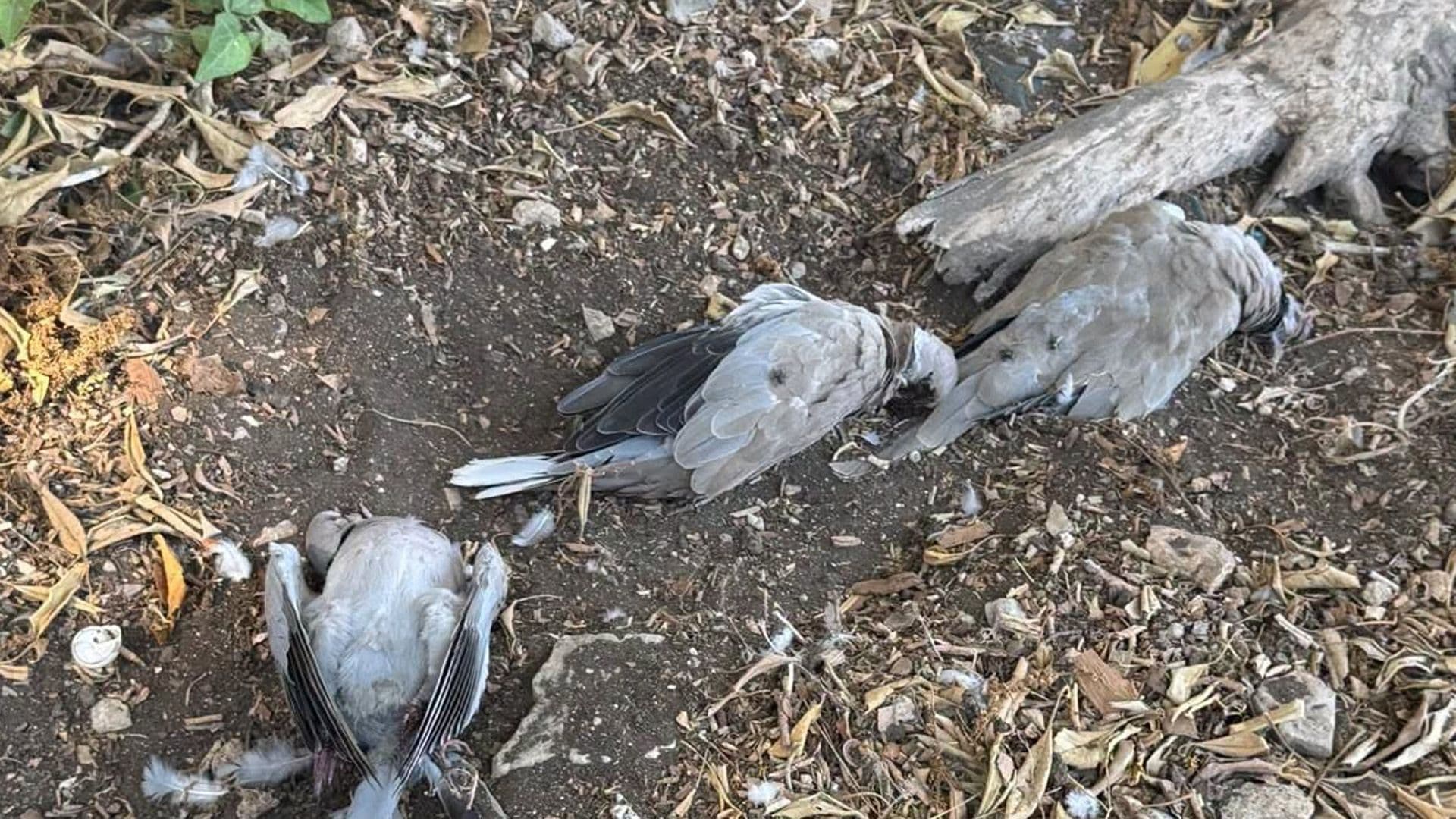 Six Protected Collared Doves Found In Mtarfa Confirmed Shot