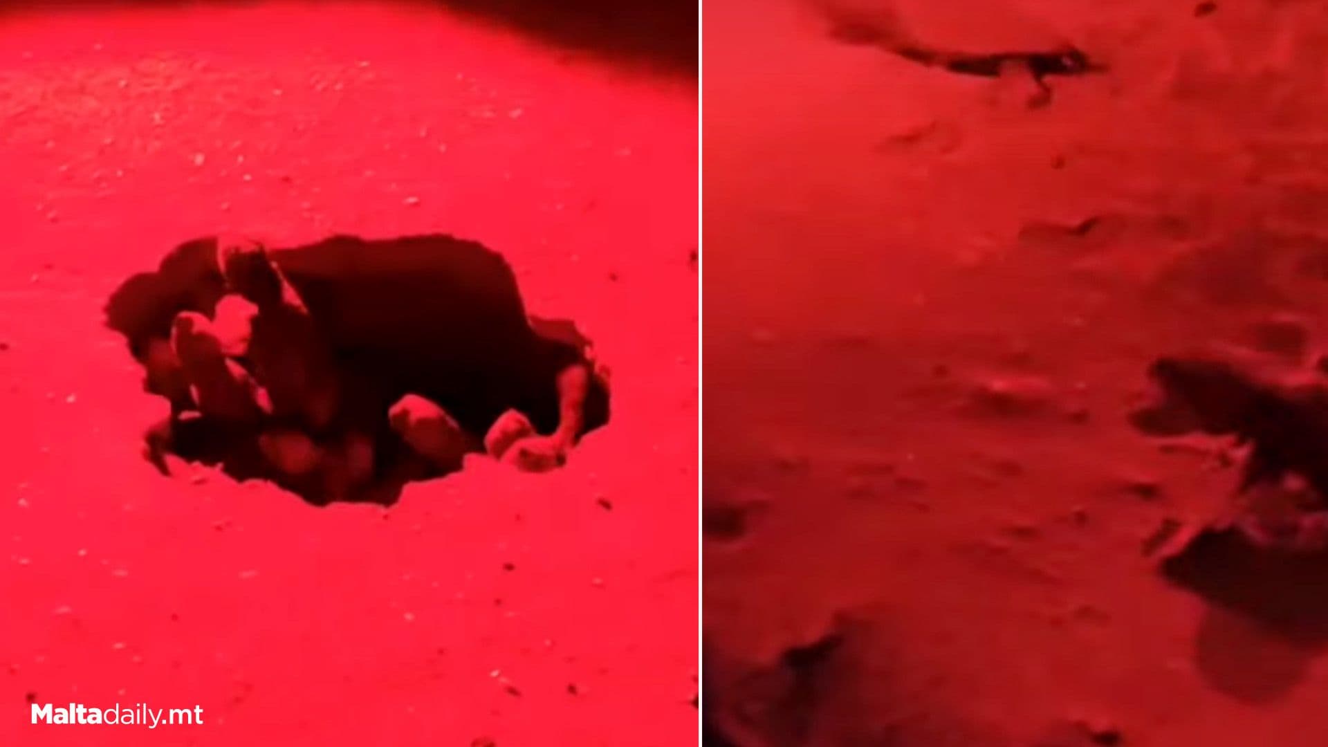 More Little Turtles Hatch From Malta Summer 2025’s 2nd Nest