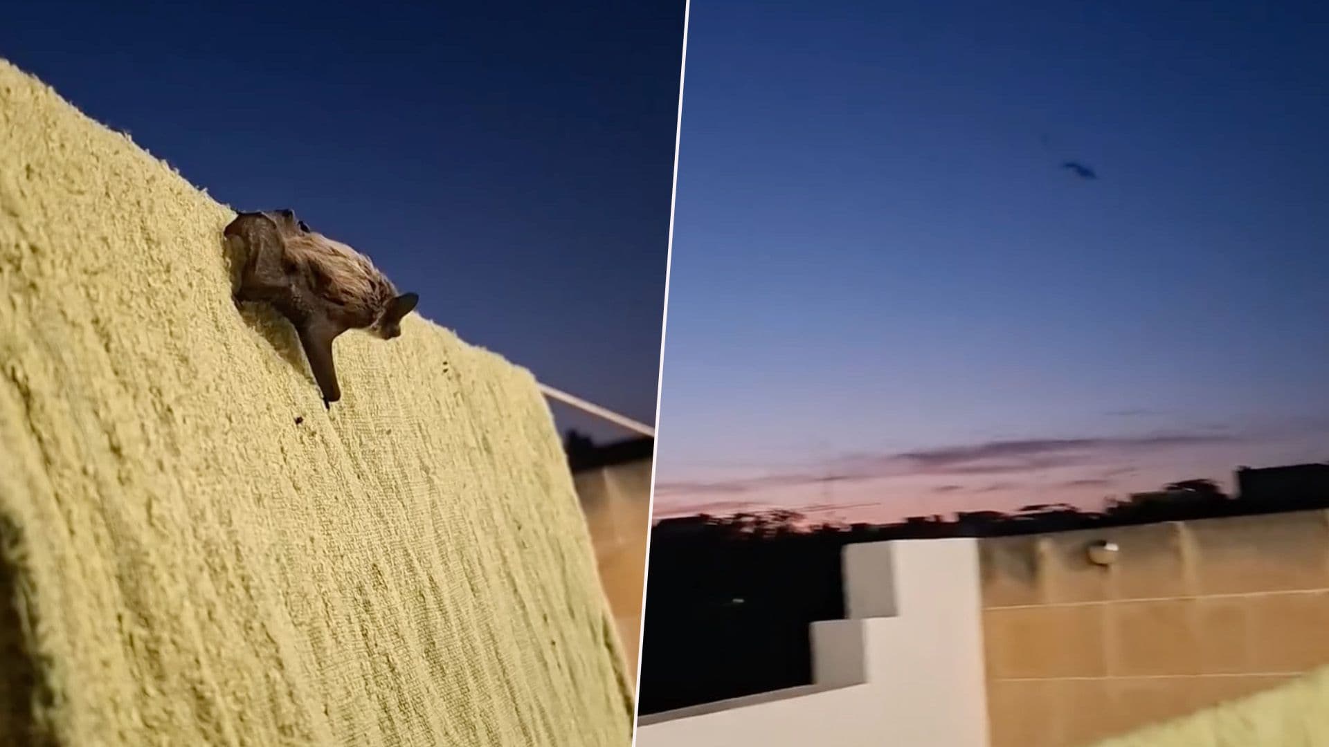 Young Bat Released After Being Found Injured In Bucket In Gozo
