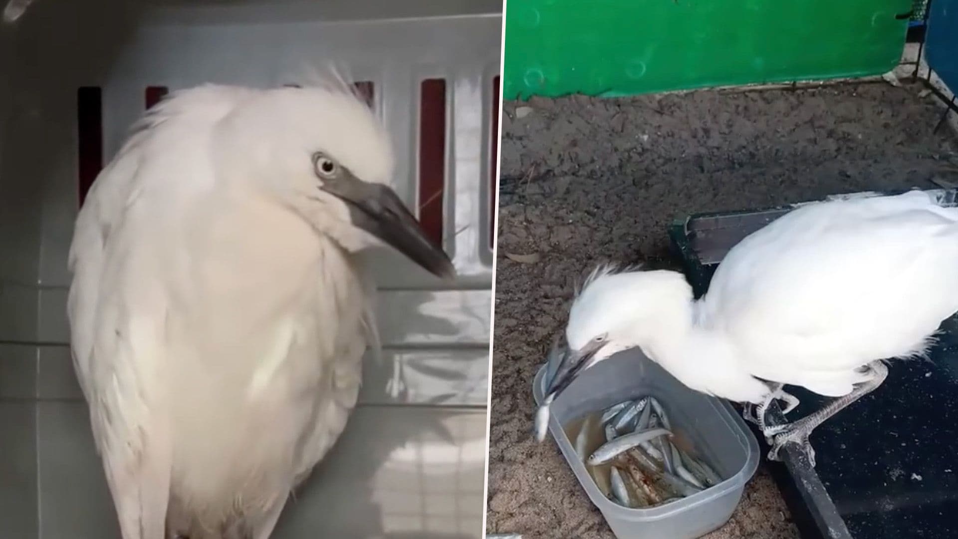 Young Cattle Egret Found Alone In Burmarrd & Healed By Bird Life
