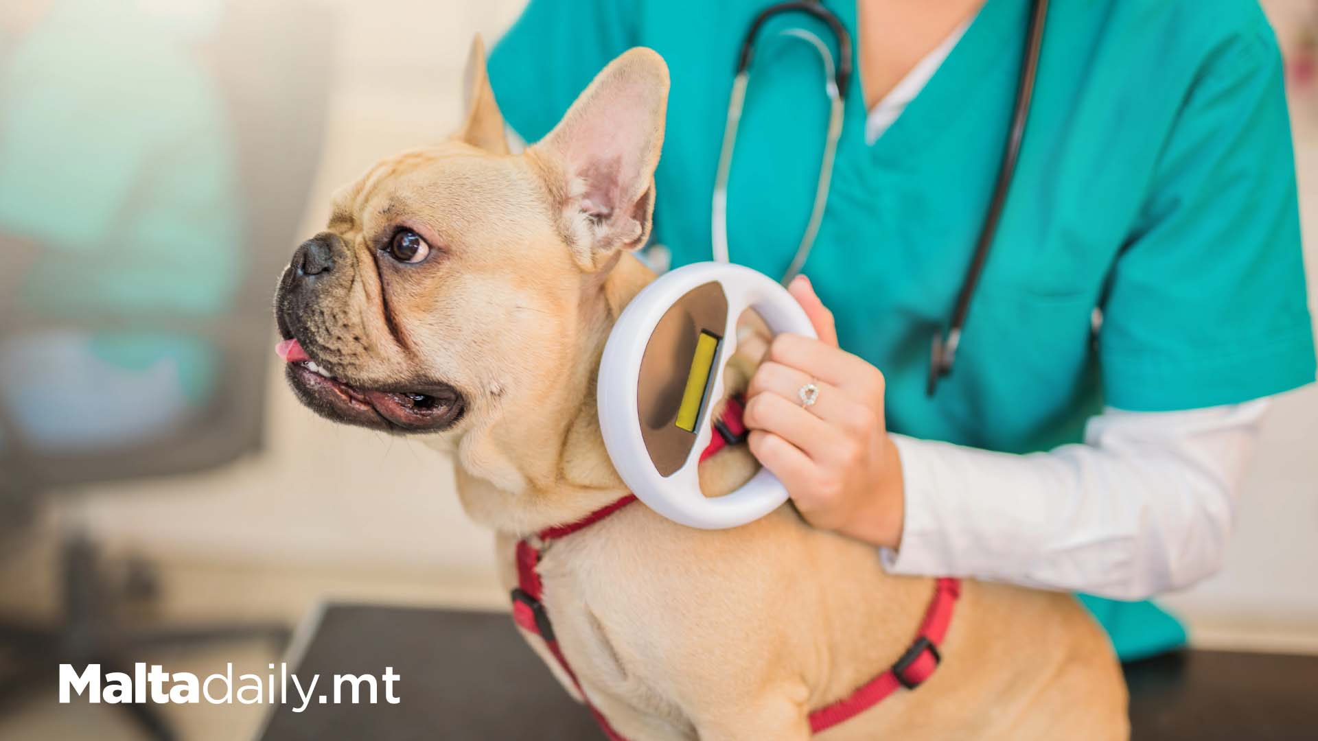 7,430 Dogs Microchipped In Malta Last Year