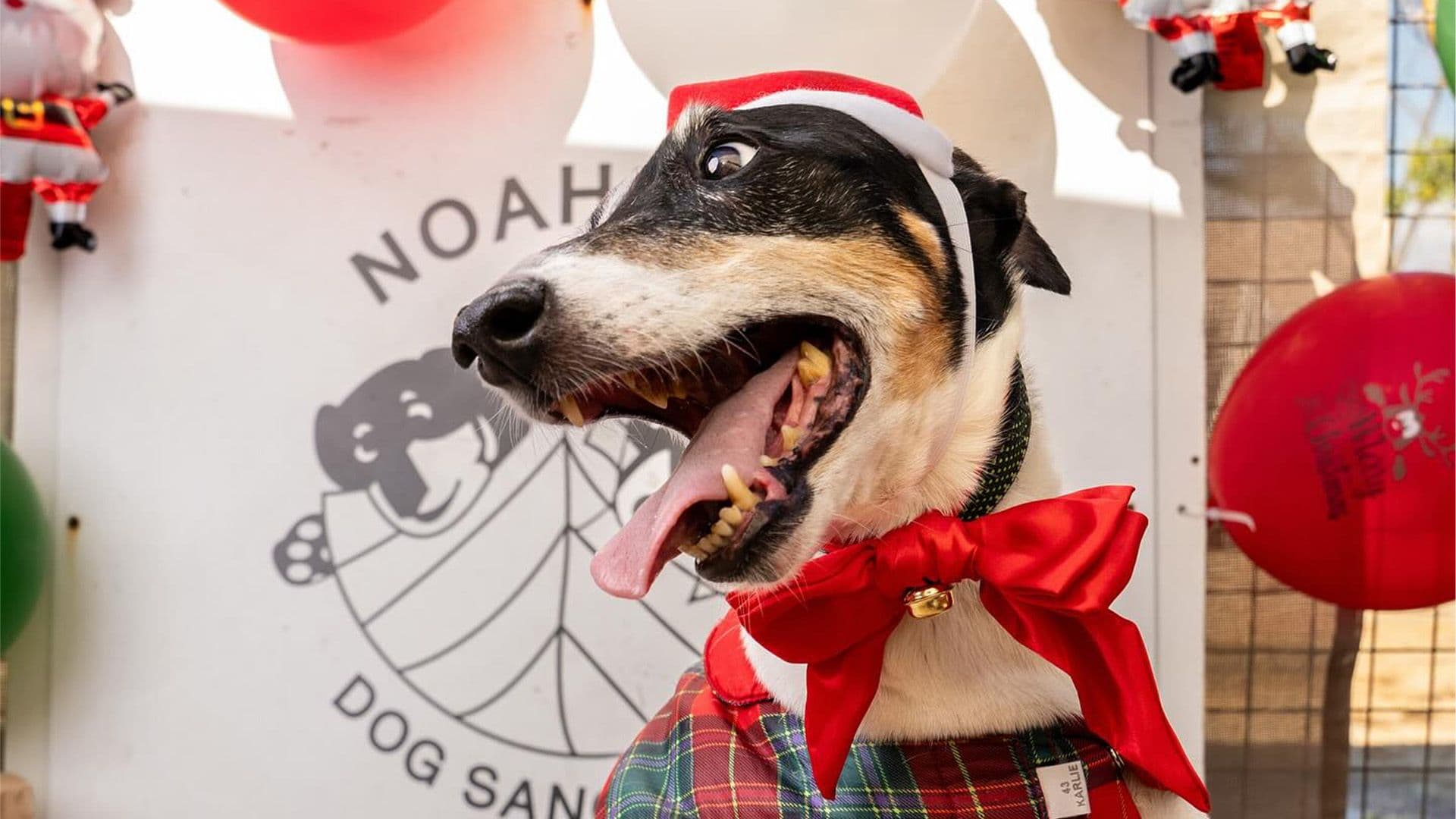 Local Shelter Dogs All Dressed Up For Christmas