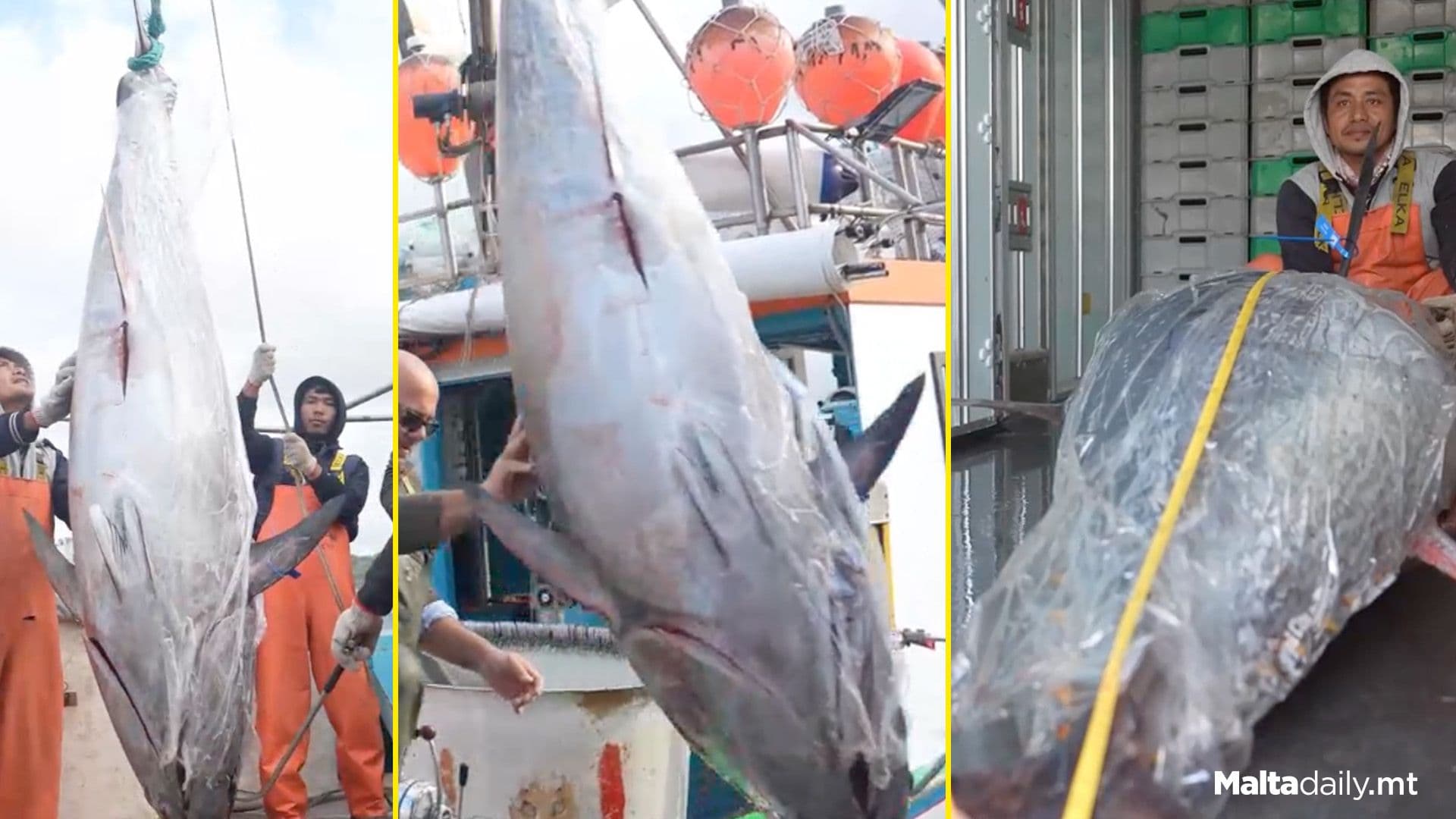 180kg Tuna Marks First Catch Of The Season