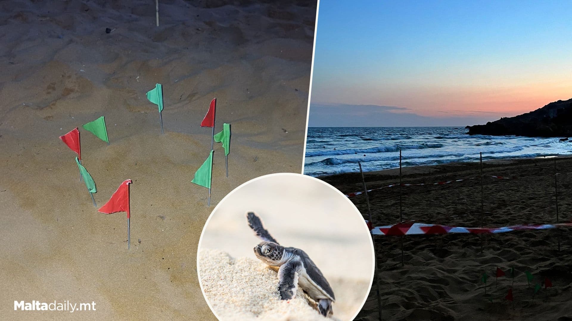 Third Turtle Nest Of 2025 Found At Ramla l-Ħamra Bay