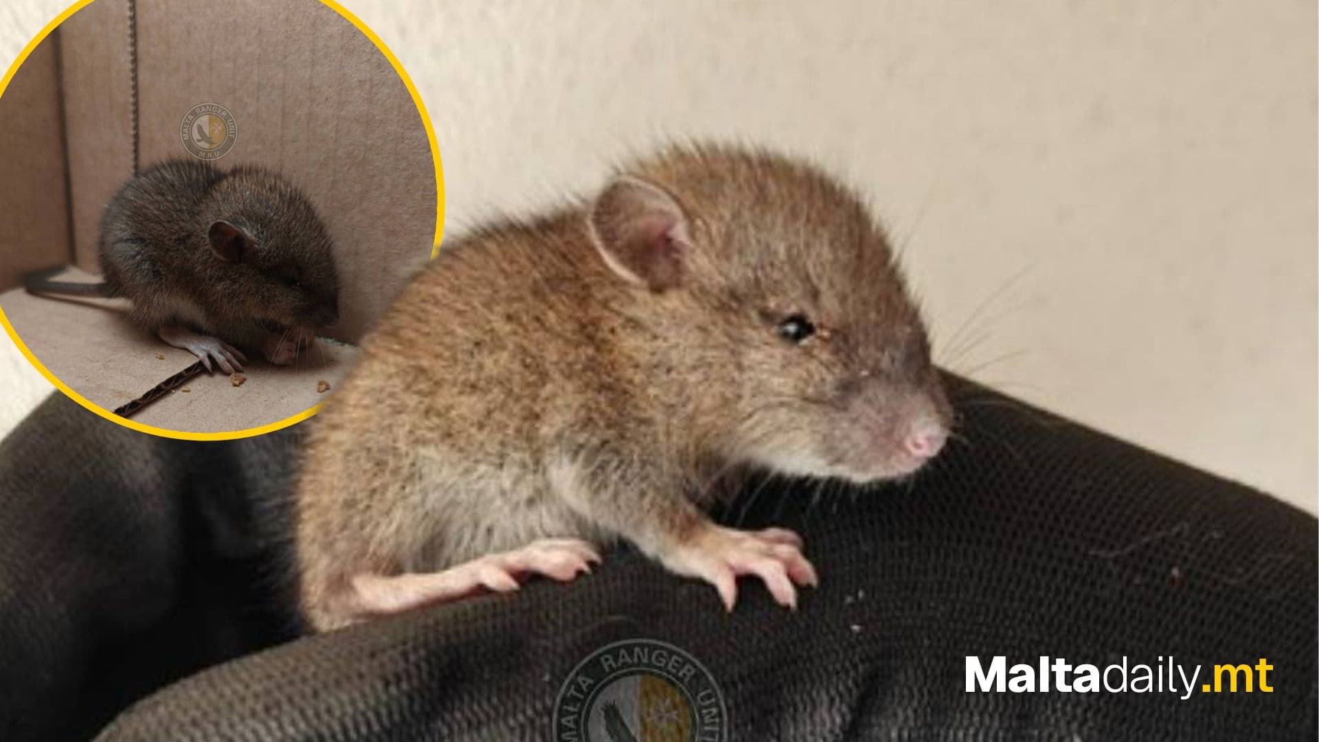 Malta Rangers Rescue Tiny Rat Named ‘Ranger’ In Qormi