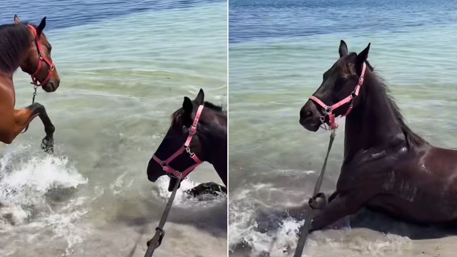 Rescue Horses Enjoy Their Time At Maltese Beaches