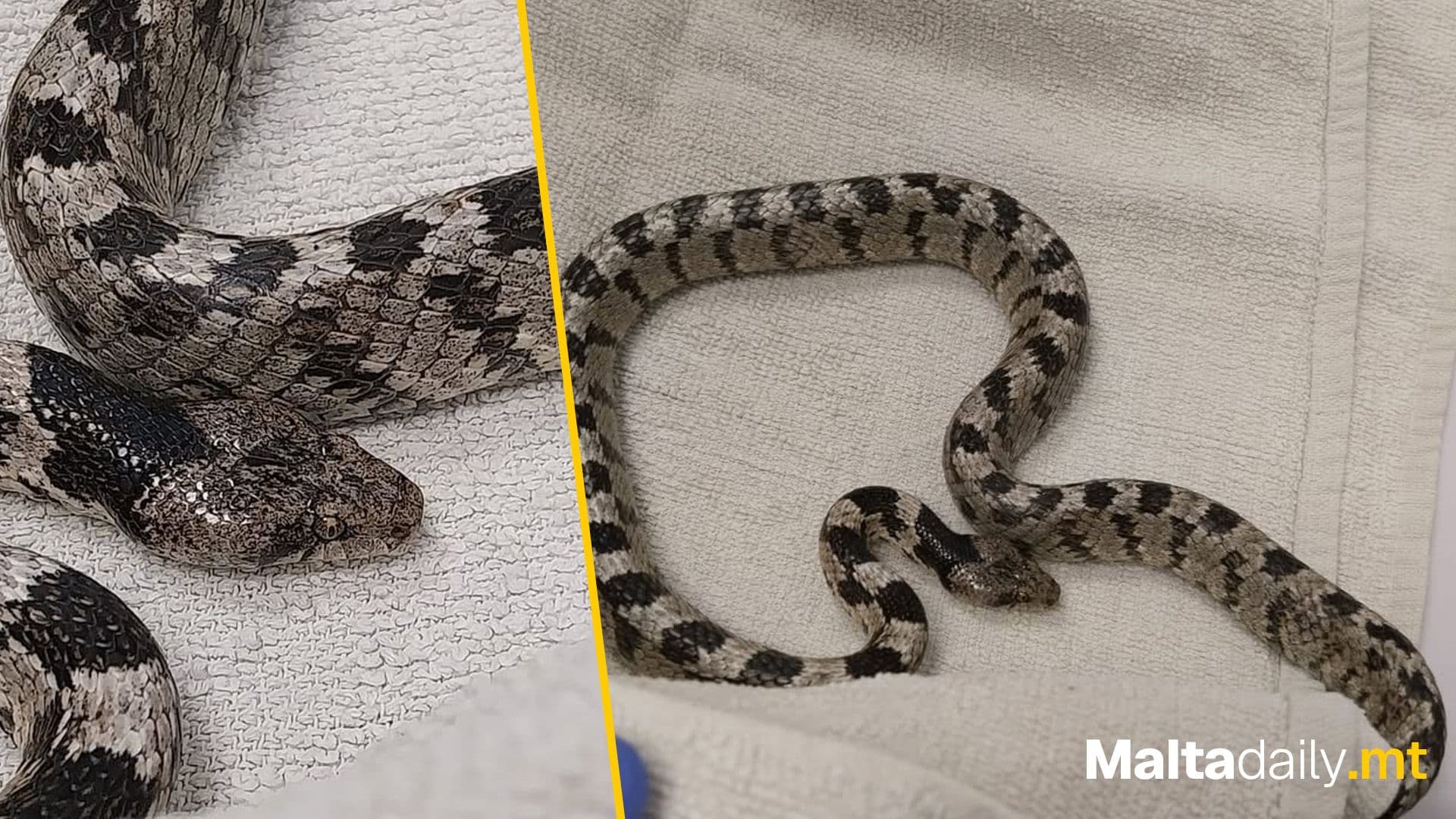 Wildlife Rescue Team Malta Receives Snake Handling Training