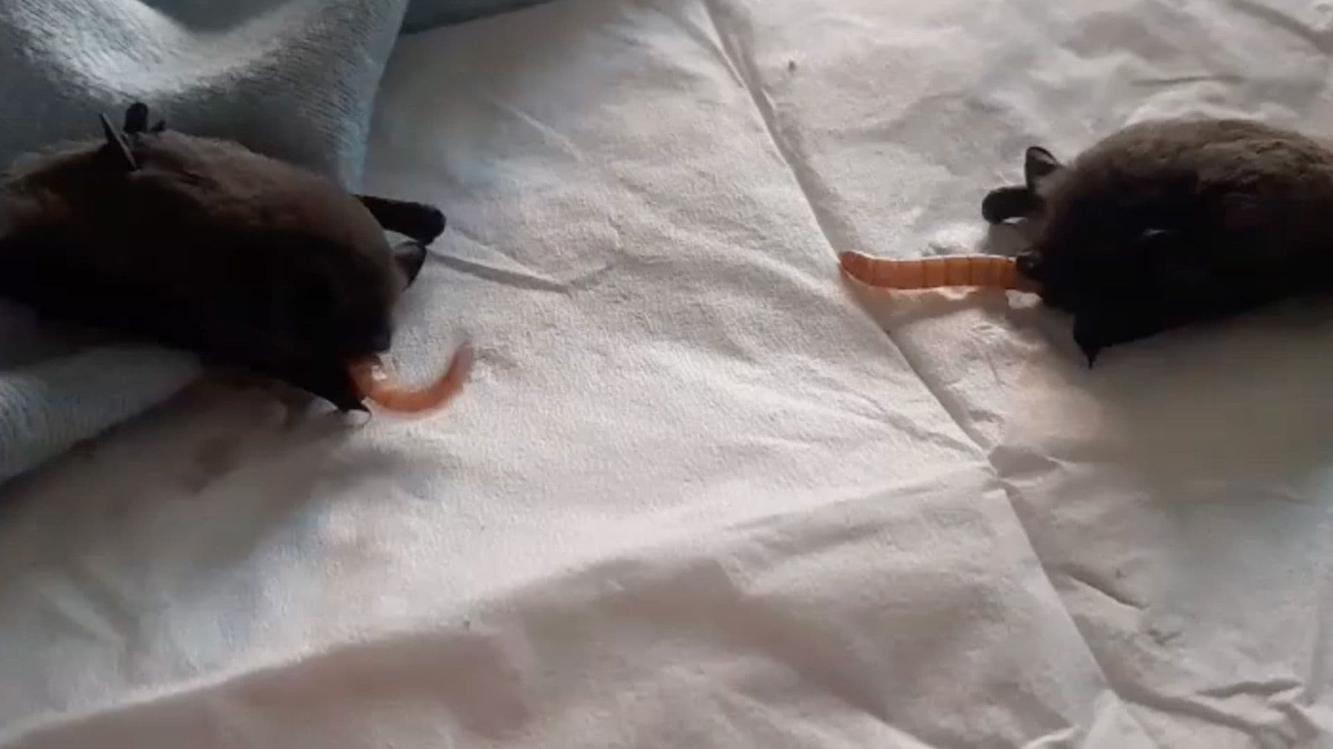 Two Young Bats Found Grounded, Rescued & Fed By Wildlife Team