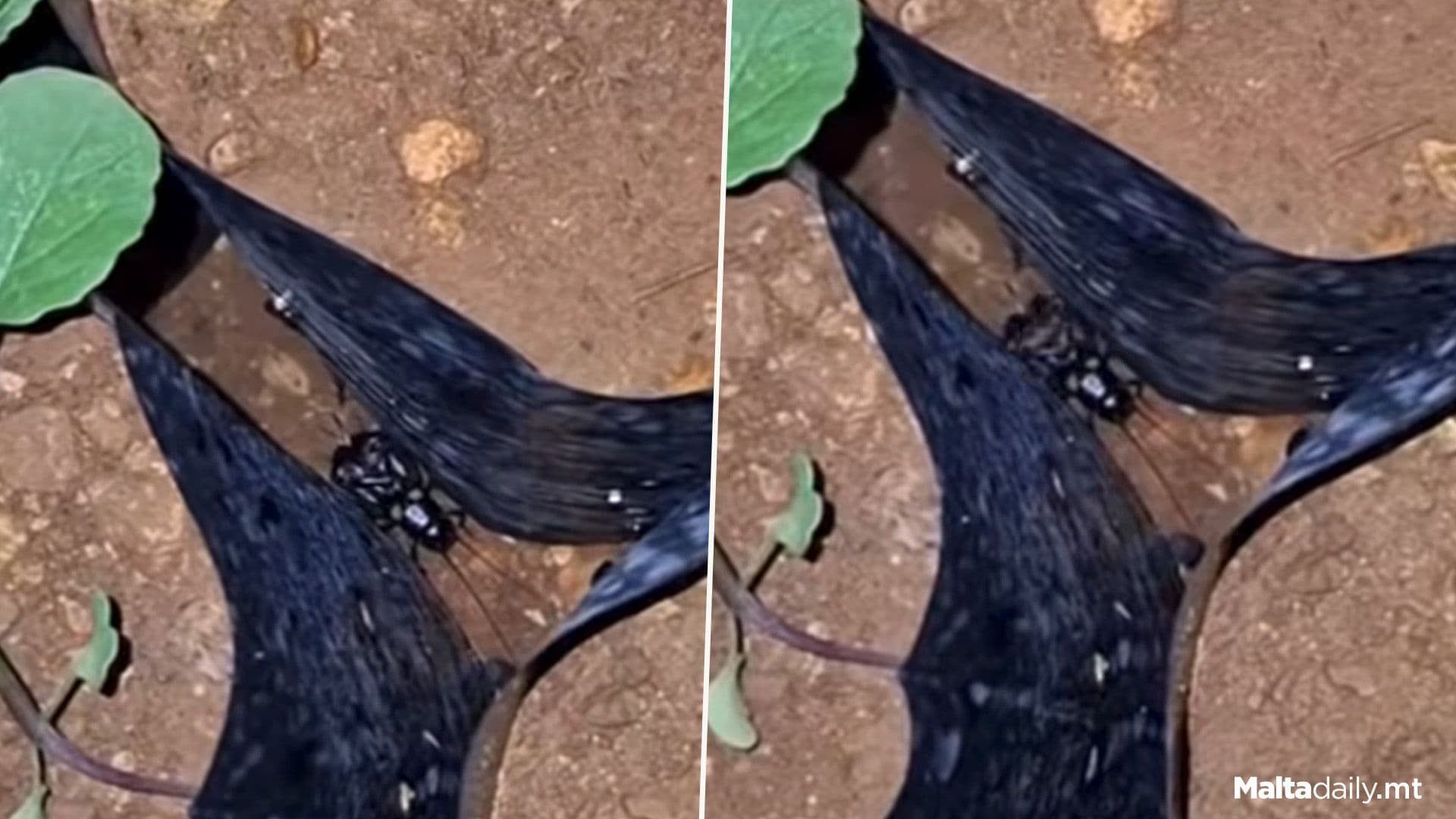 Have You Ever Seen A Maltese Cricket?