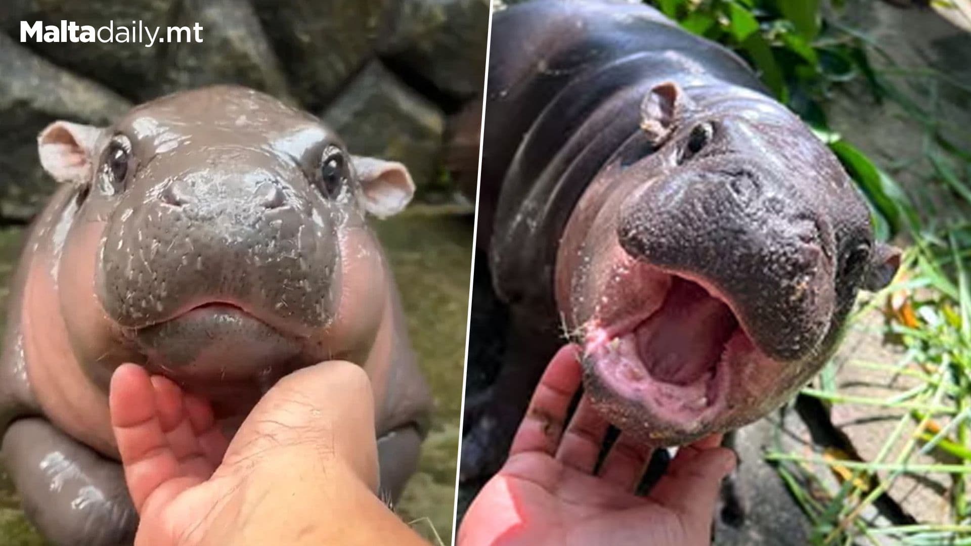 Little ‘Moo Deng’ Hippo Goes Viral For Being Too Cute
