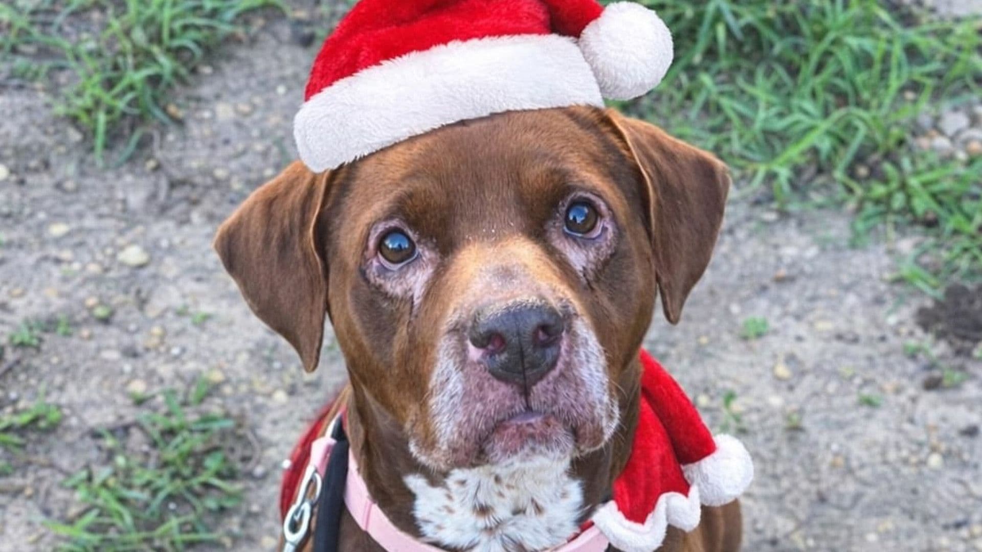 Don't Forget Senior Shelter Dogs This Christmas!