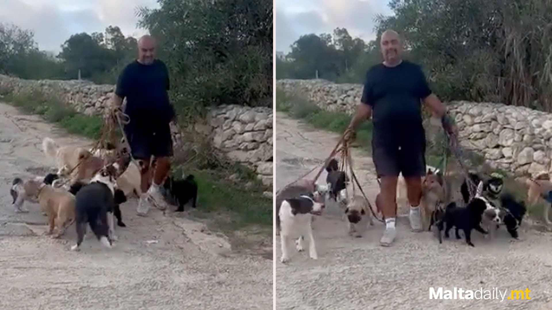 Local Breaks Personal Record Walking 17 Dogs At Once