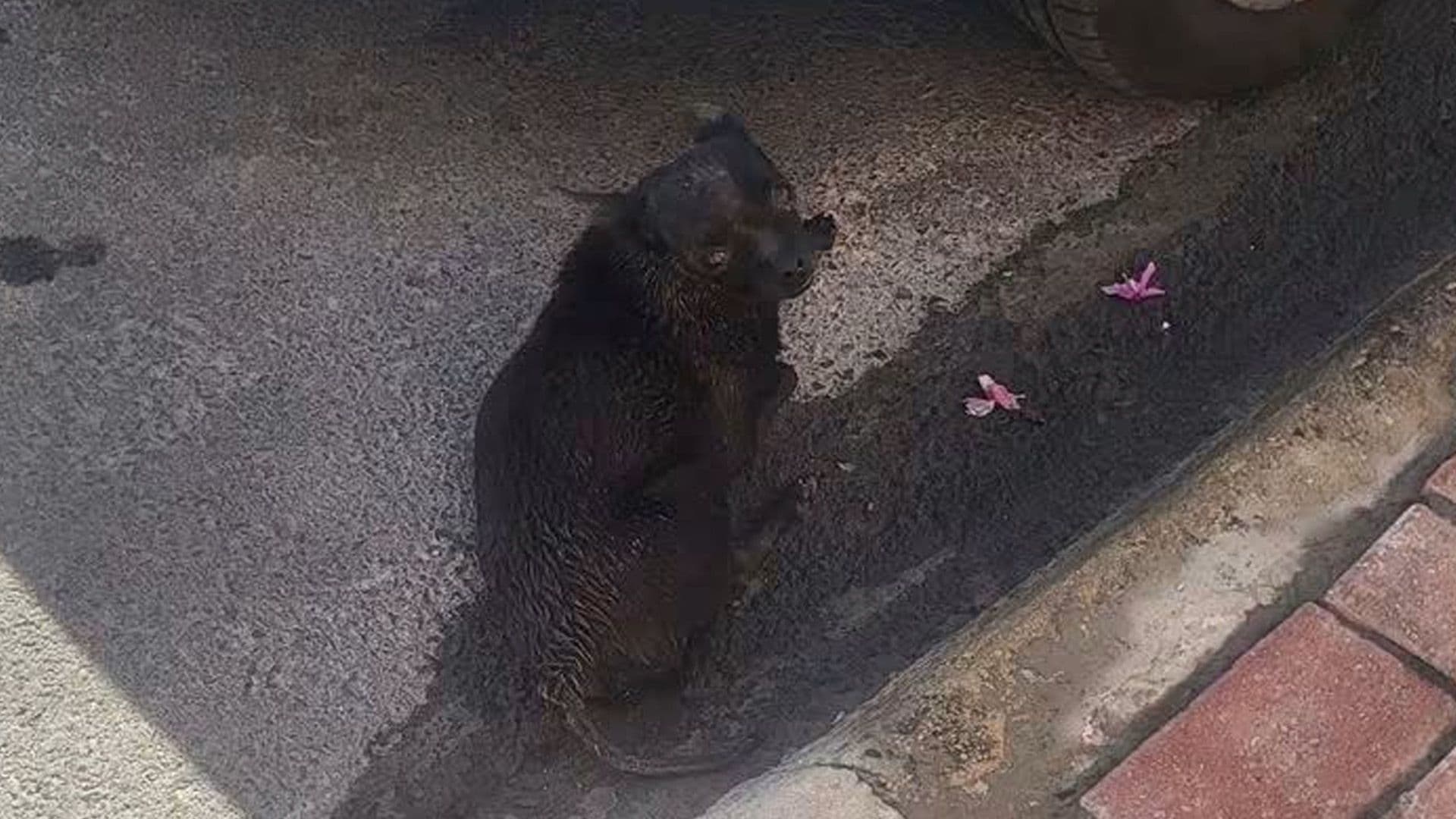Dog Found Soaking Wet Out In The Streets: Named Prince