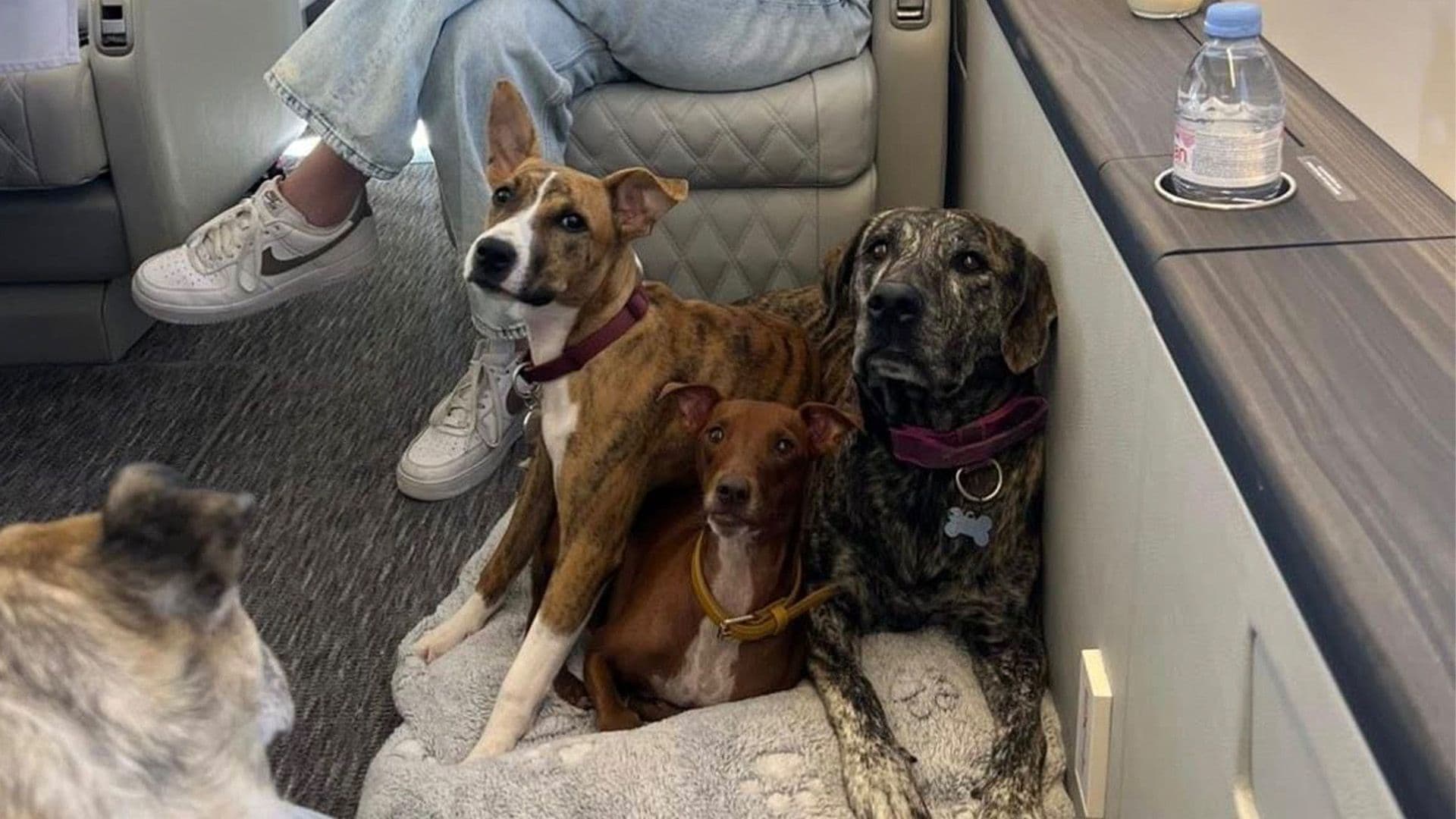 "From Chains To Planes": Rescue Dogs Take A Well-Deserved, Luxurious Trip