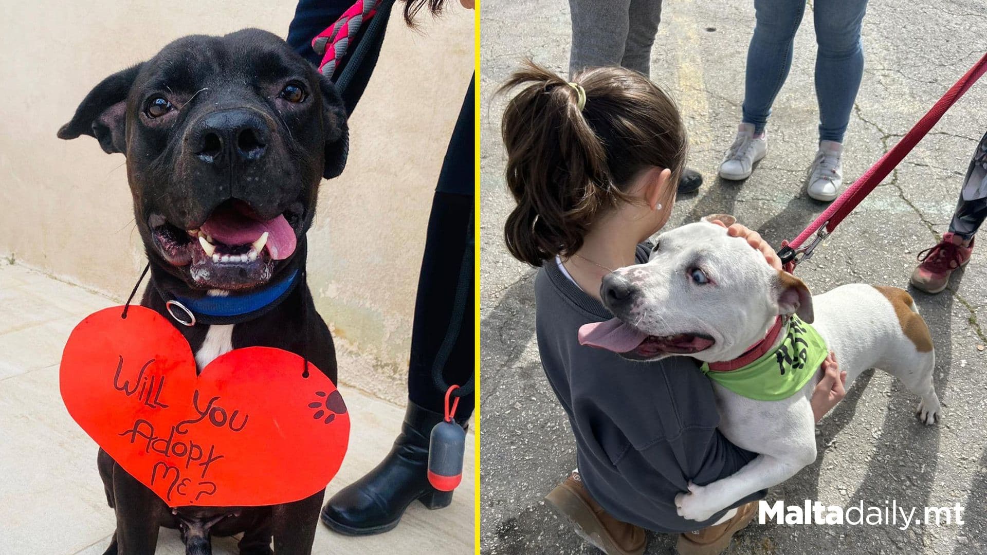 Animal Welfare Sees 337 dog Adoptions in 2024