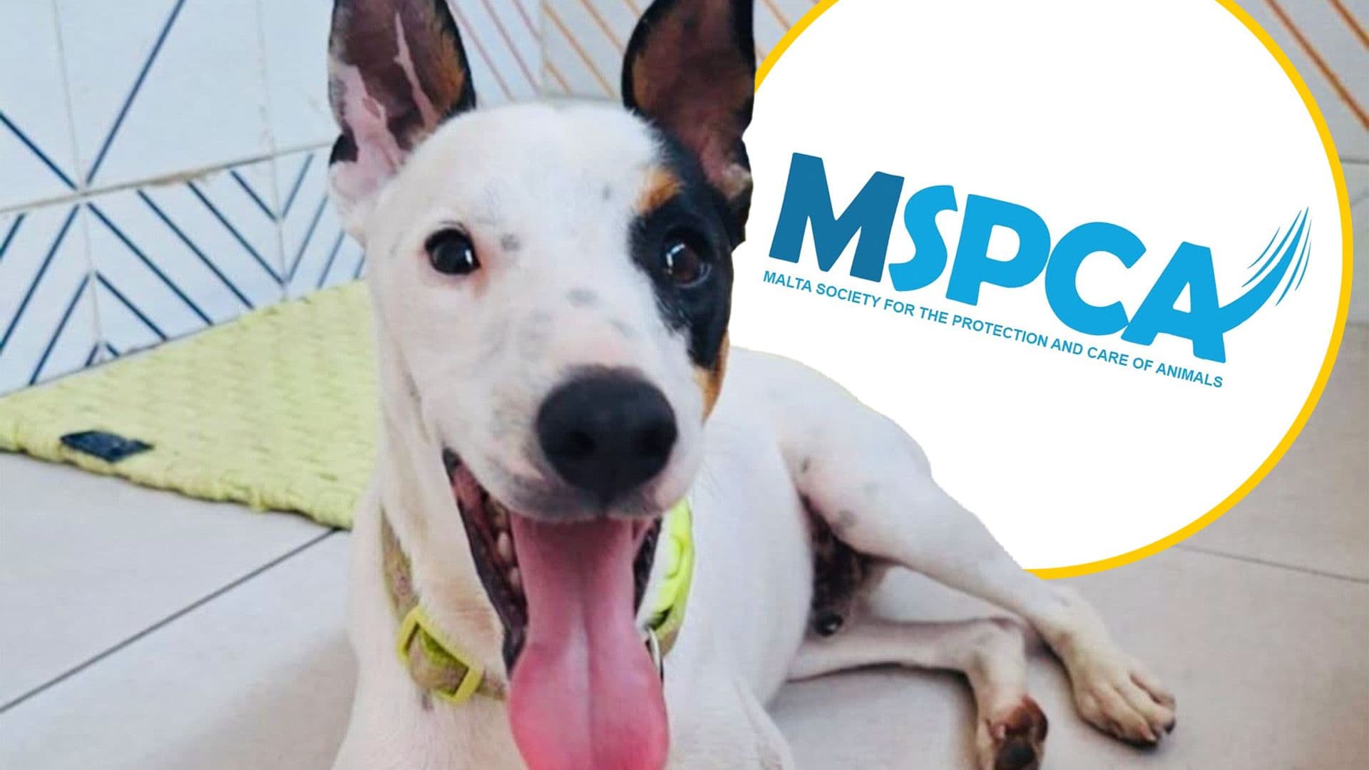 Local Shelter Reports "Sharp Increase" In Amount Of Dogs Who Need A Home