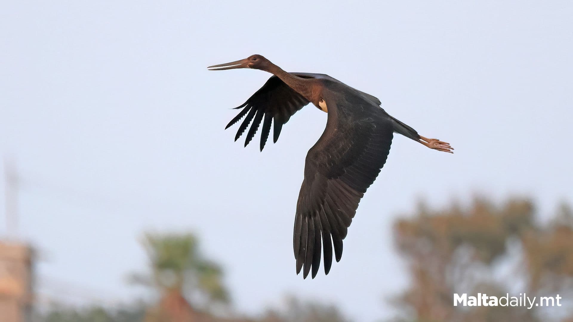 BirdLife Malta Rescues Highly Protected Black Stork Who Was Illegally Shot