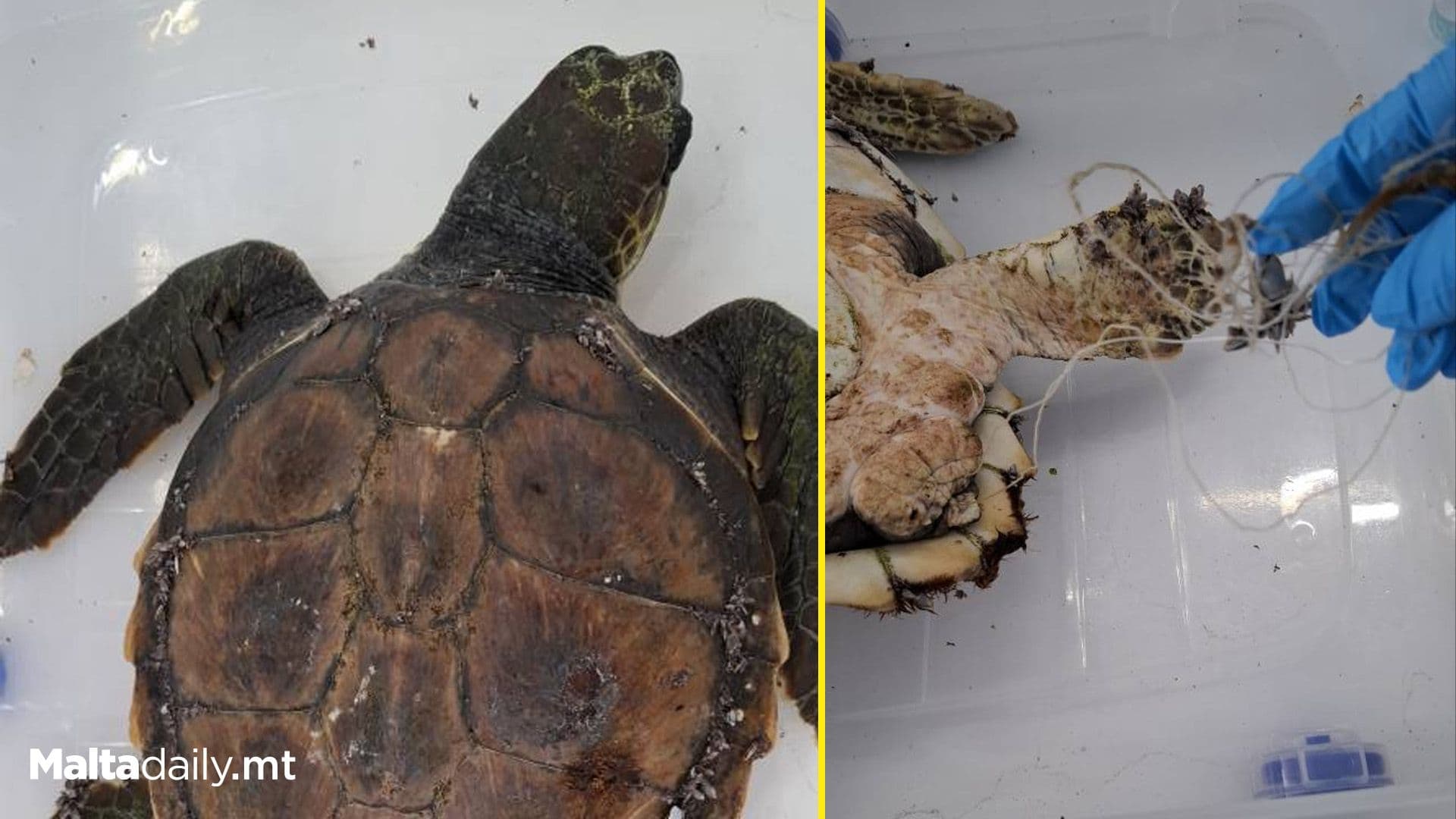 Injured Turtle Injured By Fishing Lines