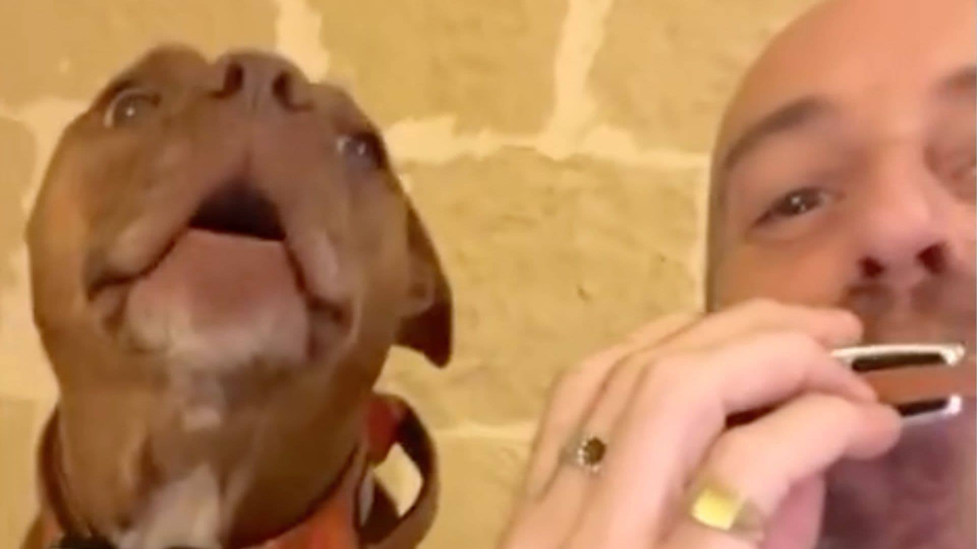 Local Dog Sings Along To Harmonica Tune