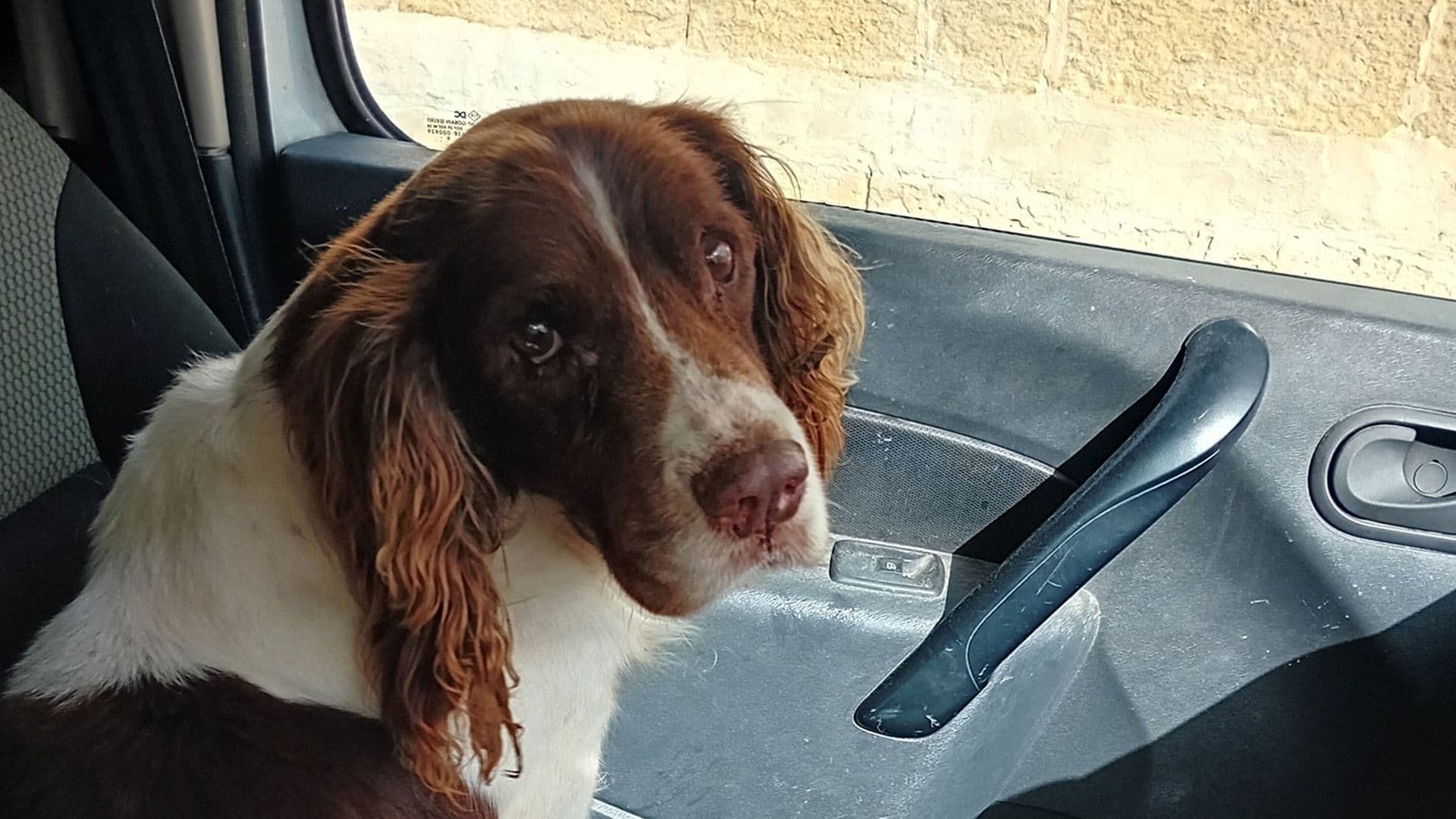 16 Year Old Deaf Dog Rescued & Family Found Through Chip