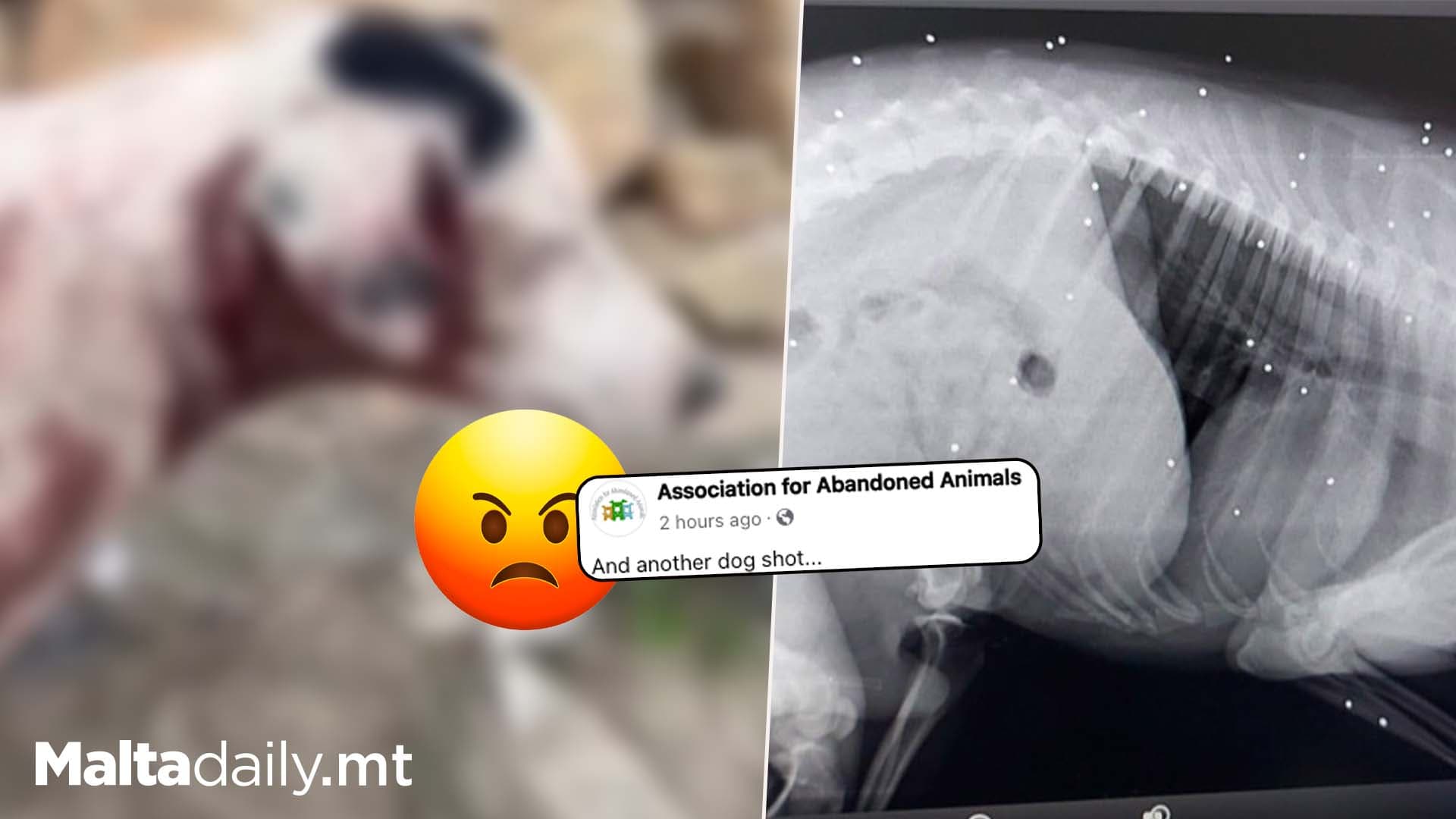 AAA Find Another Shot Dog