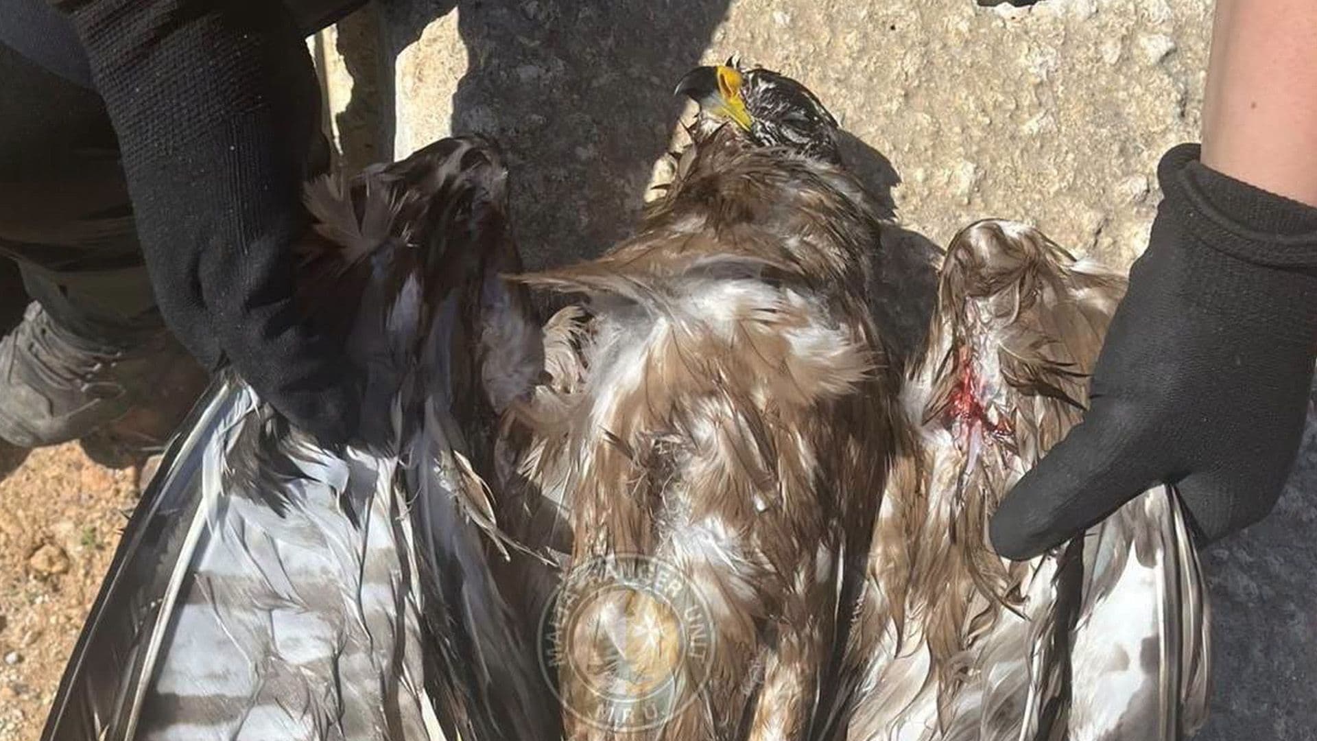 Juvenile Honey Buzzard Shot Down In Delimara