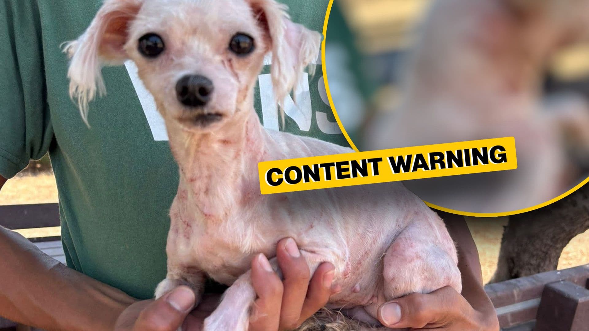 Local Shelter Pleads Against Animal Mistreatment After Dog Arrives With Razor Burns