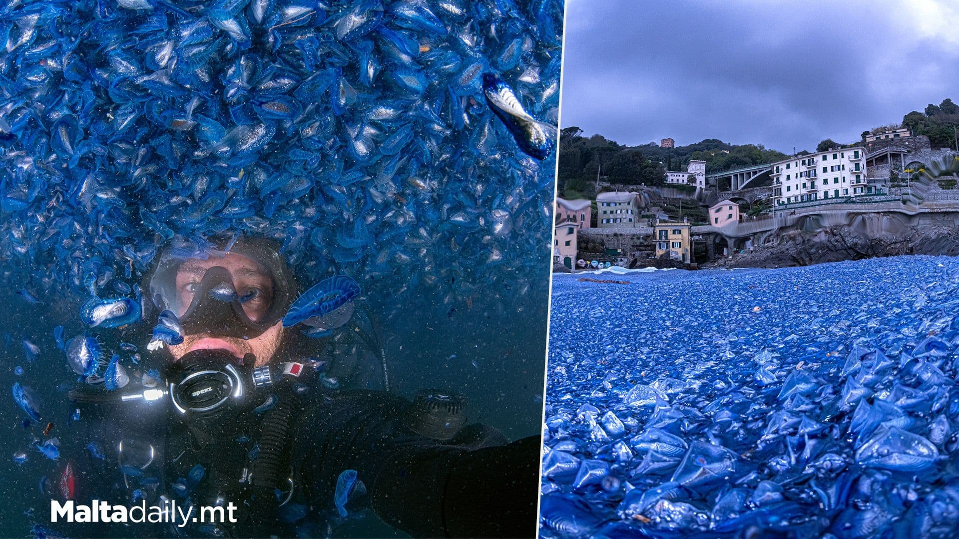 Sailing Boat Jellyfish Invasion ‘On It’s Way’ Says Biologist