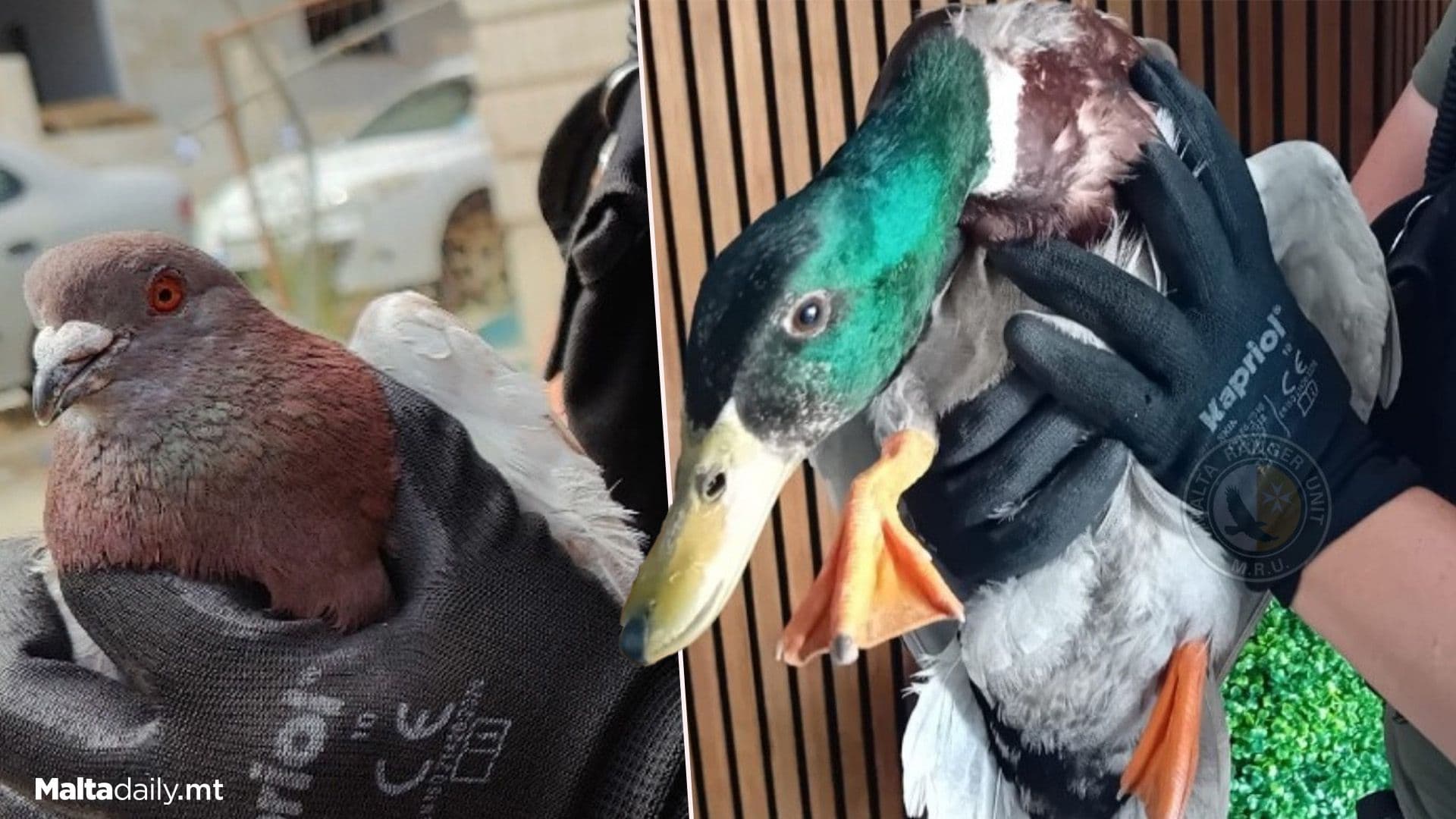 Malta Rangers Rescue Injured & Lost Birds