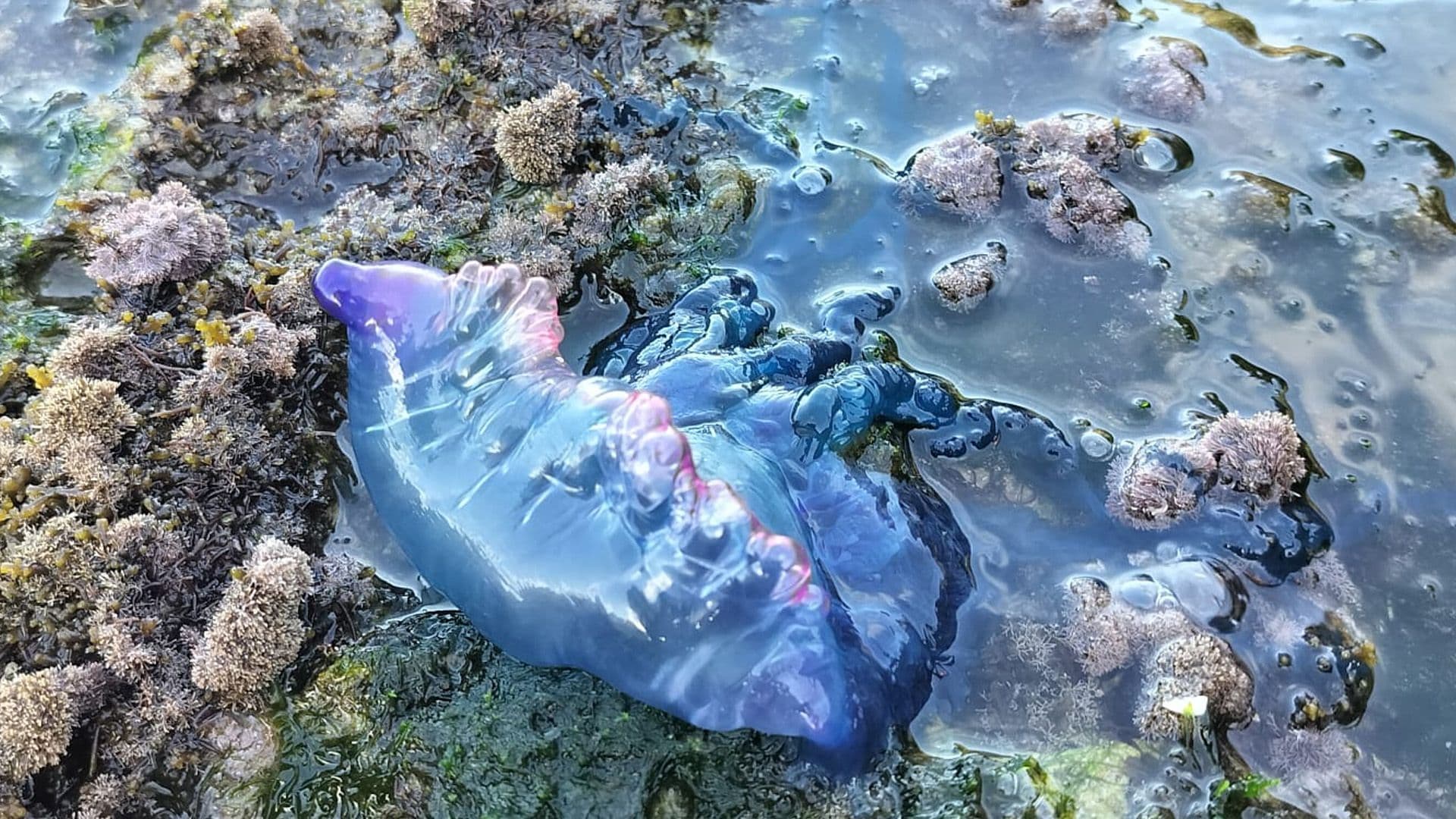 Portuguese Man O’War Jellyfish Found Beached In St Julian’s
