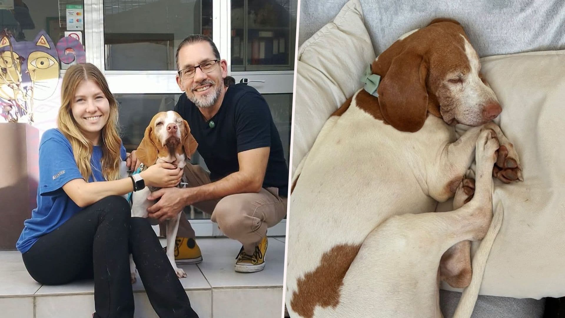 10 Year Old Shelter Dog Charlie Finds His Forever Home