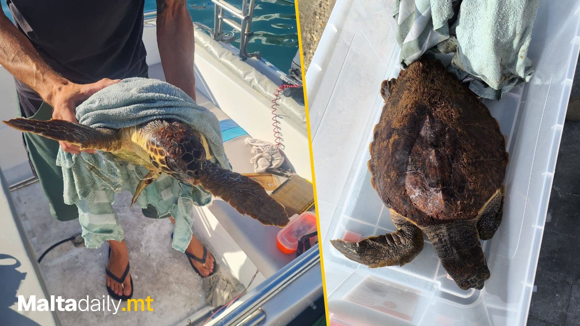 Wildlife Rescue Team Saves Turtle Injured By Fishing Line
